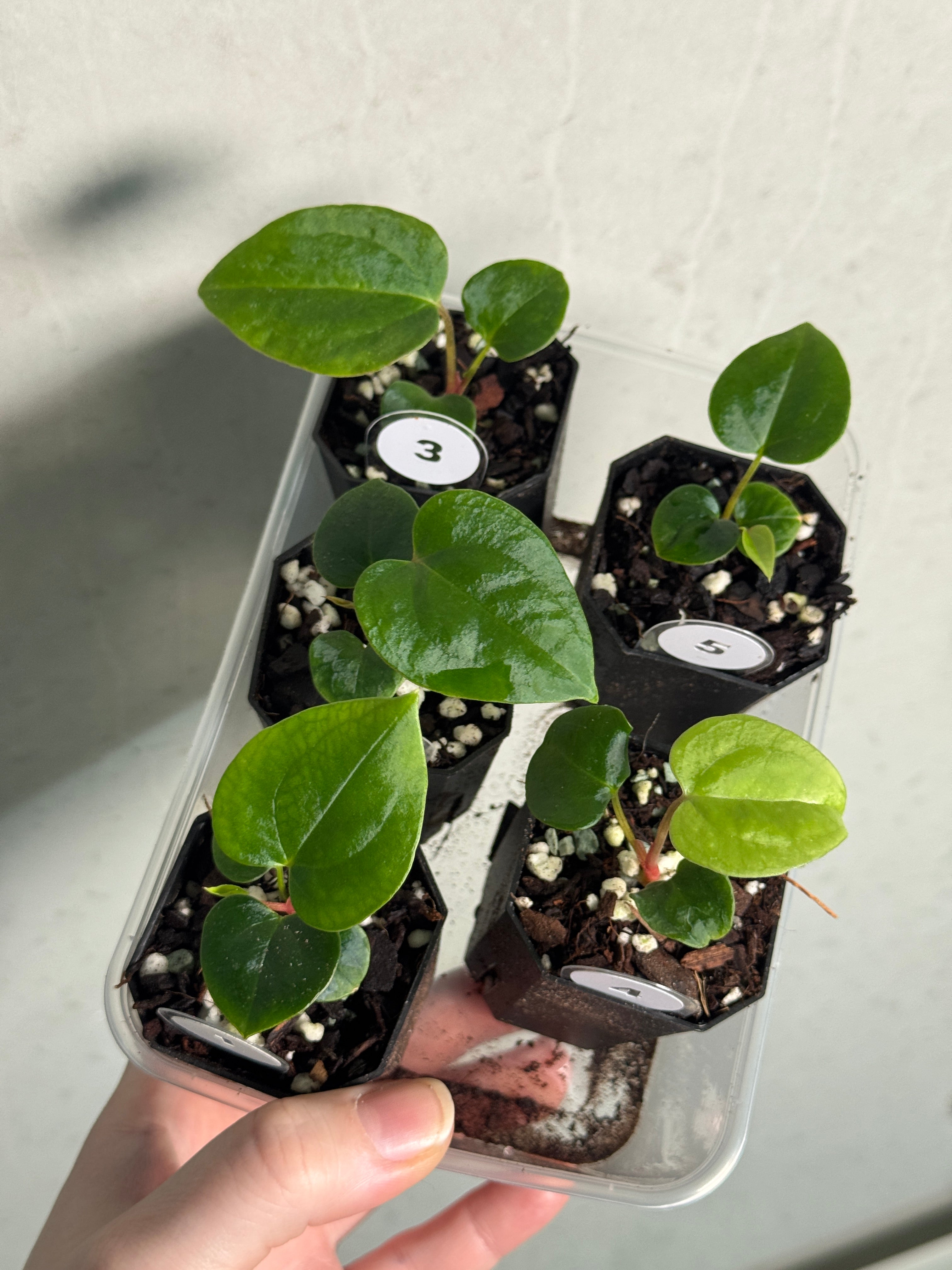 Anthurium Red Vein Dark Phoenix x (Ralph Lynam x Fort Sherman) - SMUKHI