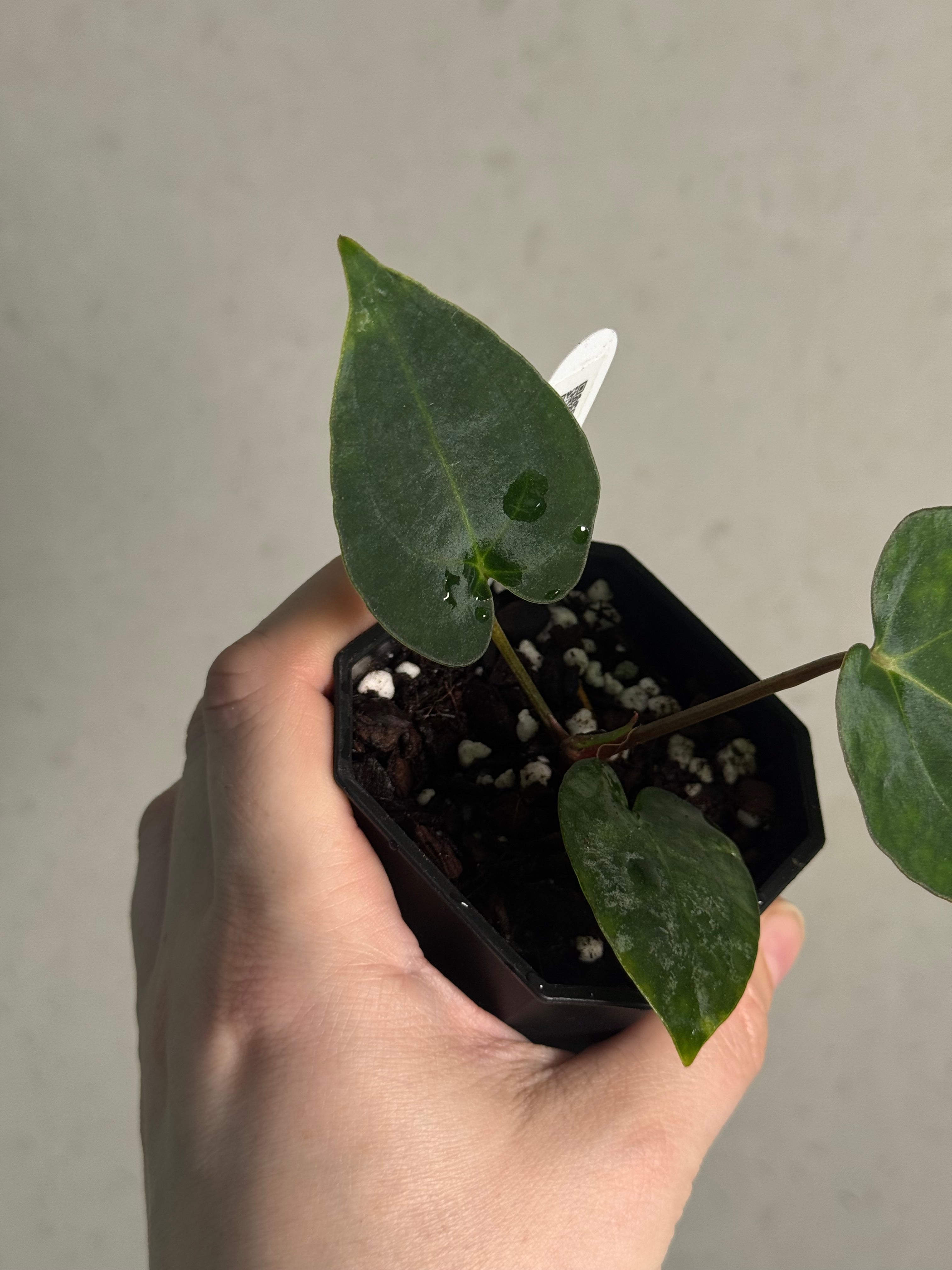 Anthurium (Ralph Lynam x Fort Sherman) x Carlablackiae 'Amanda' - Clone