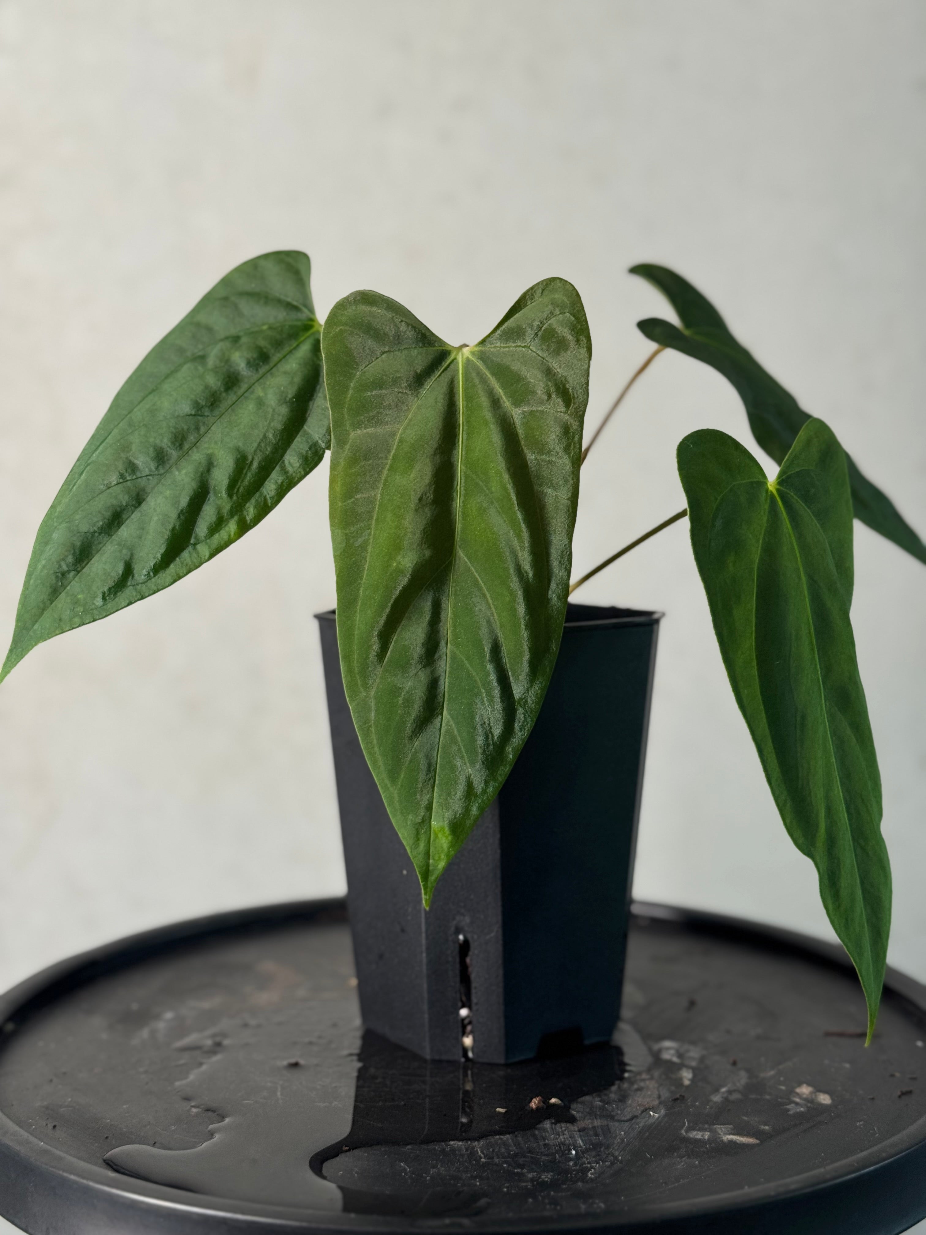 Anthurium (Fort Sherman x Ralph Lynam) x (Ralph Lynam x Fort Sherman)
