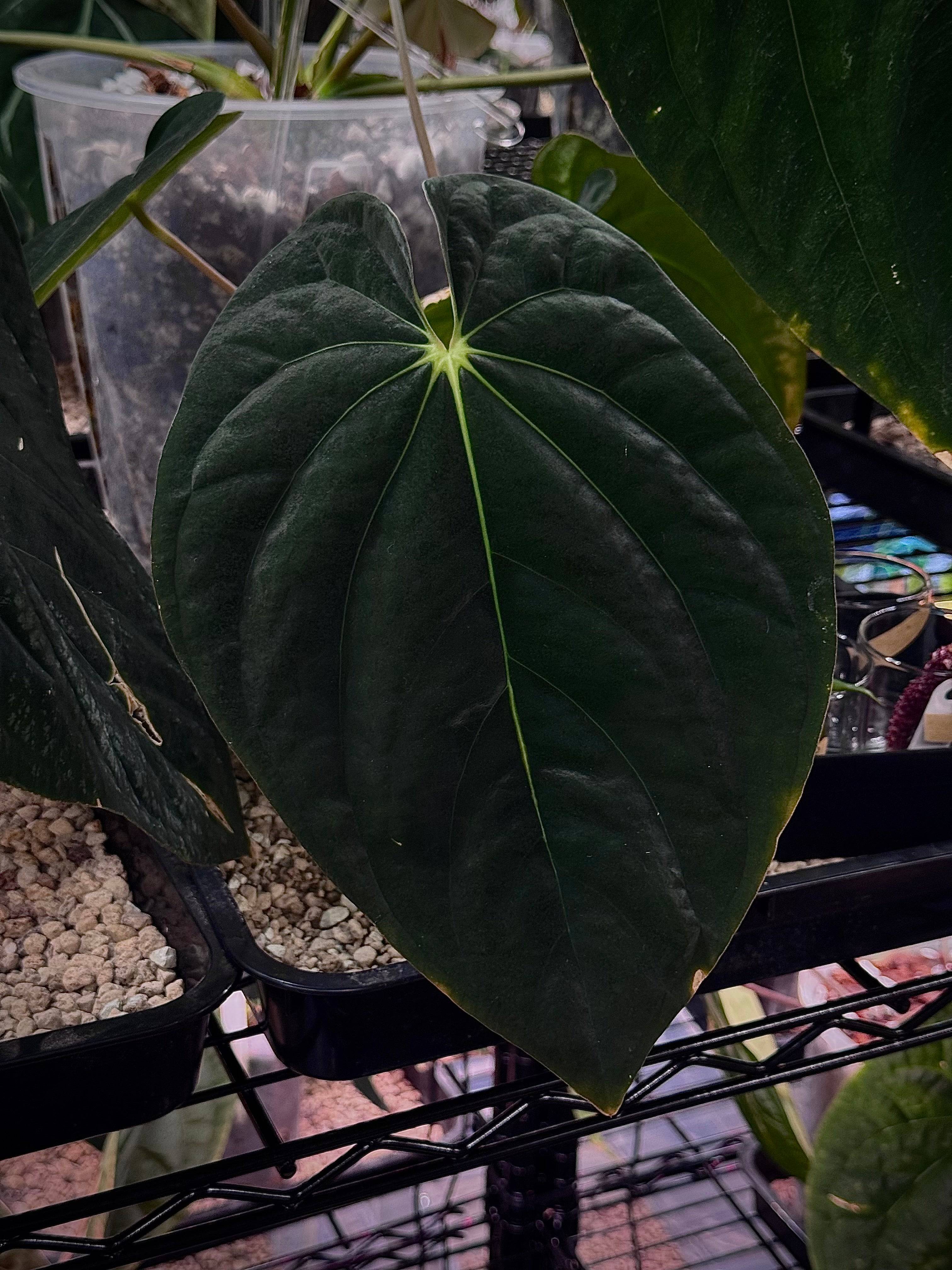 NFS: Anthurium BVEP (Scott) #2 - SMUKHI