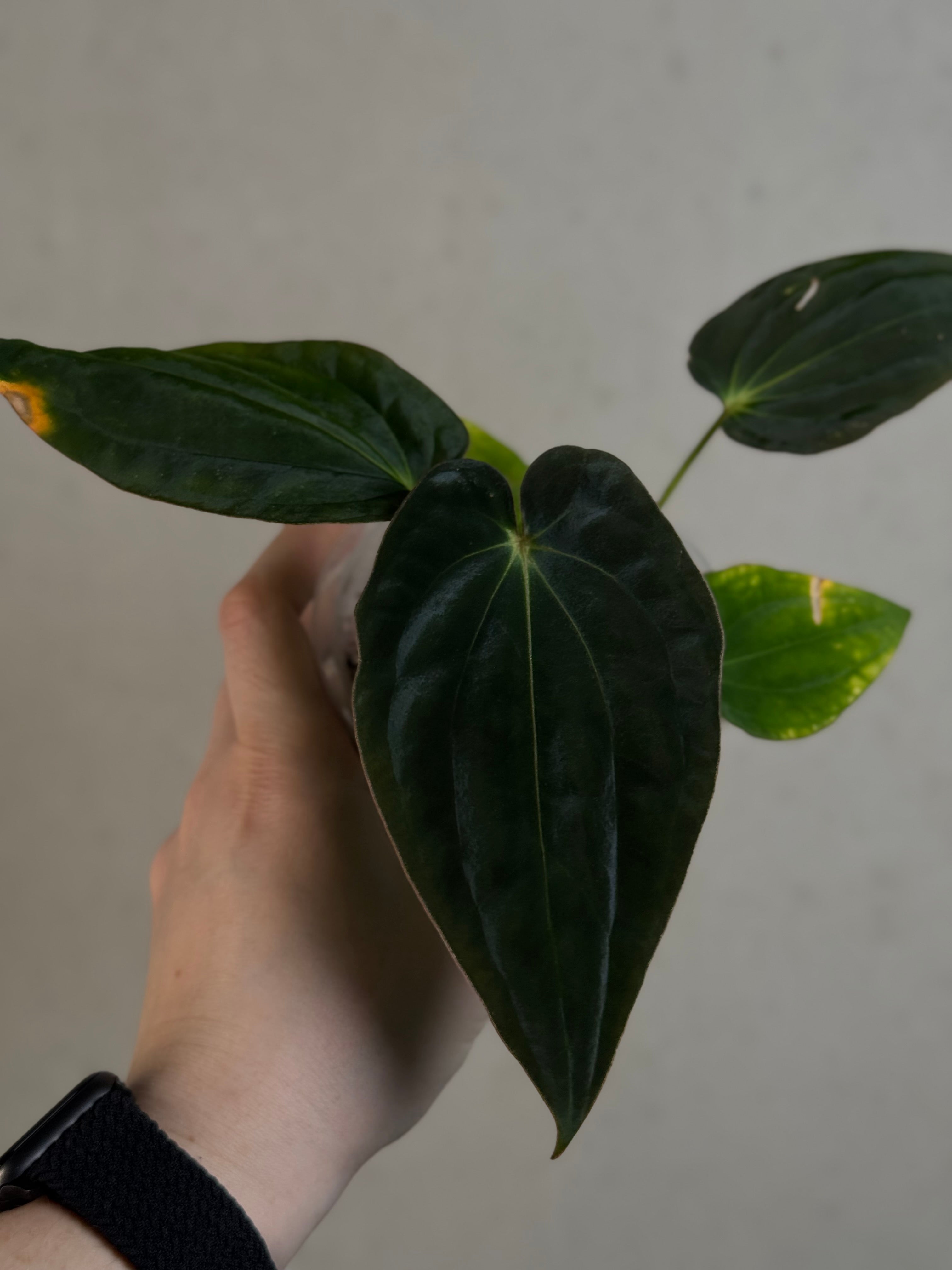 Anthurium Antolakii (BVEP) ‘Round’ x RA1 F2