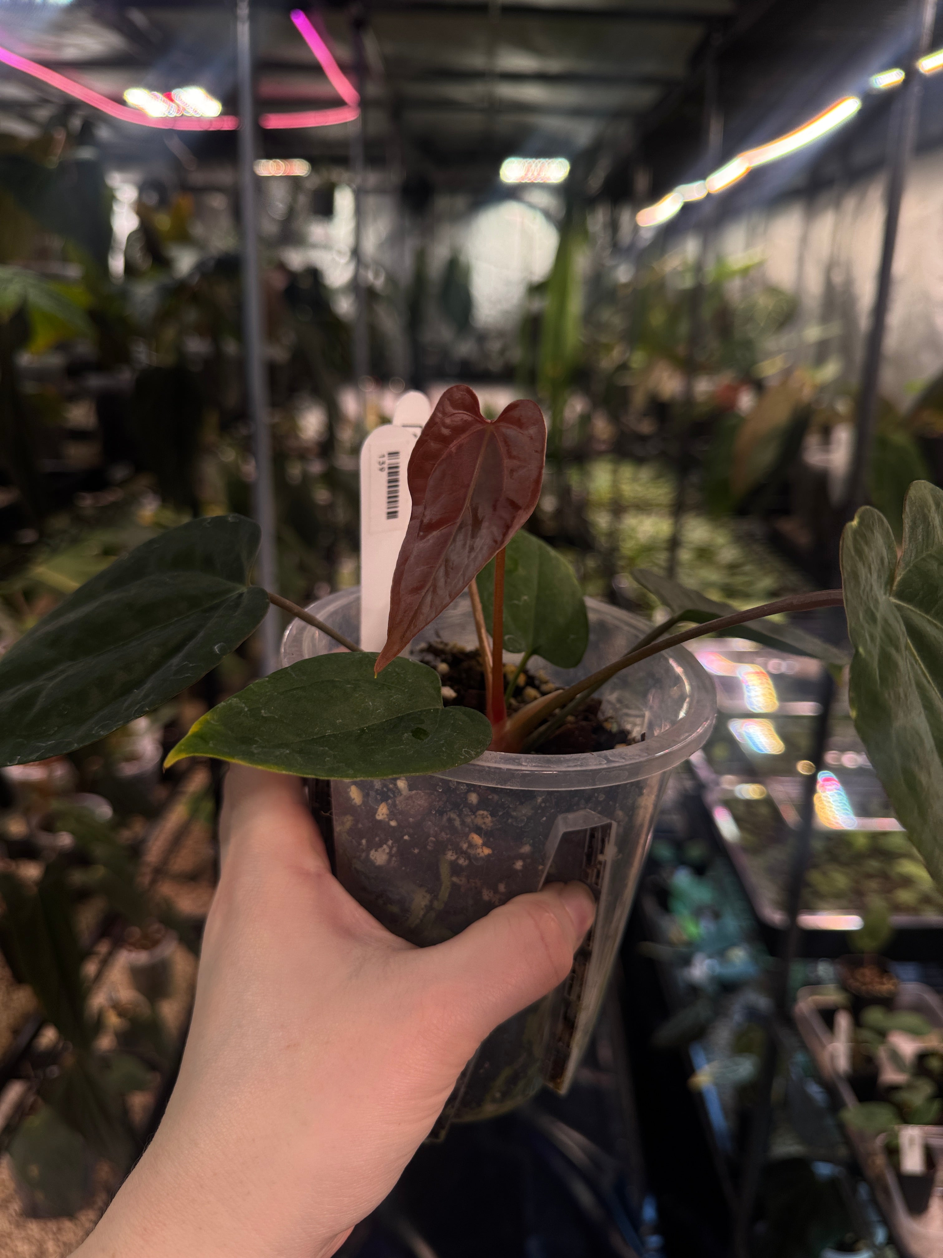 Anthurium Ace of Spades Dark Form x Portillae ‘Dorito’