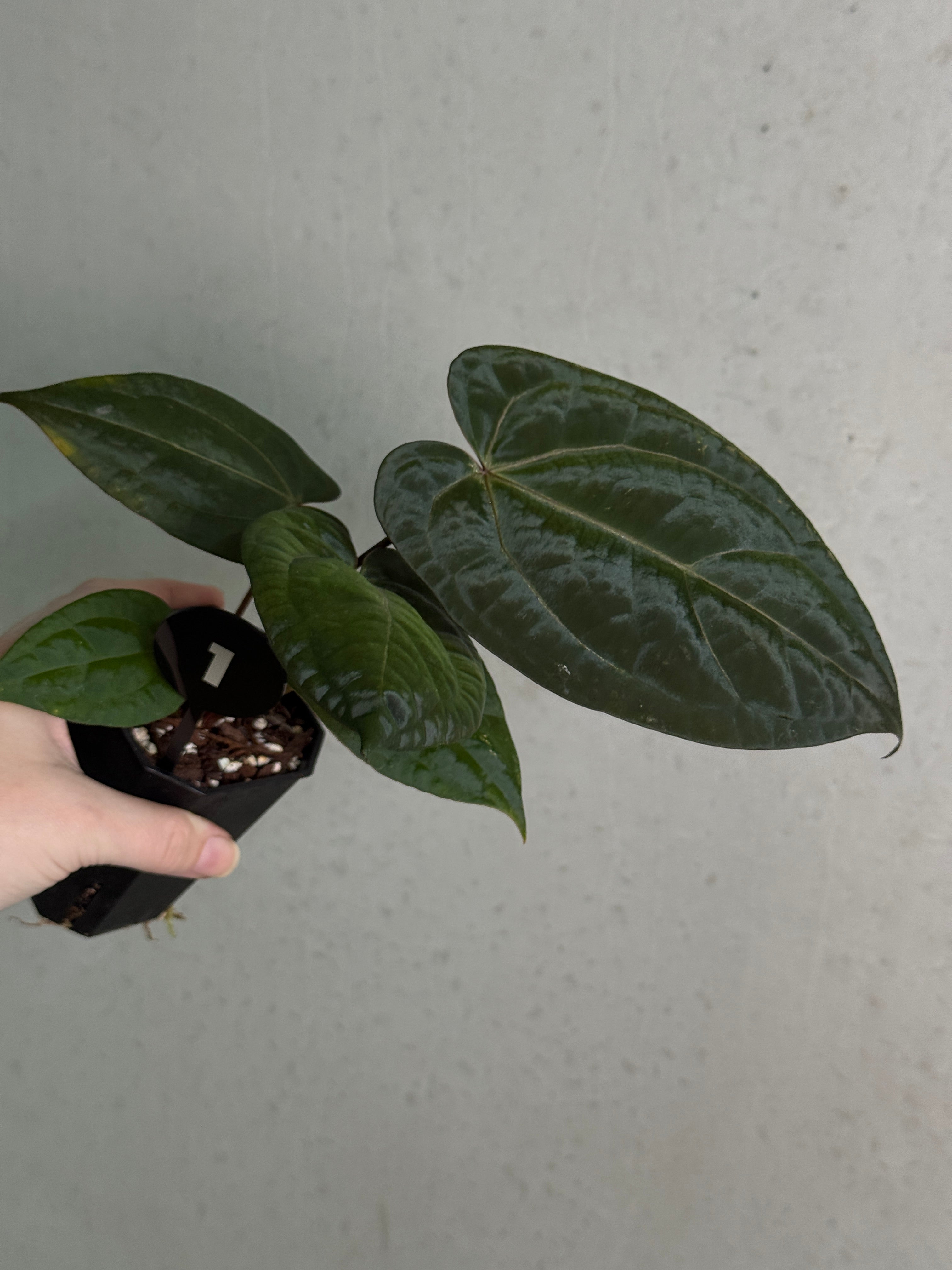 安*品様 Anthurium Michelle Anthurium Michelle x (?) - Rare Finds for Refined Collections | SMUKHI