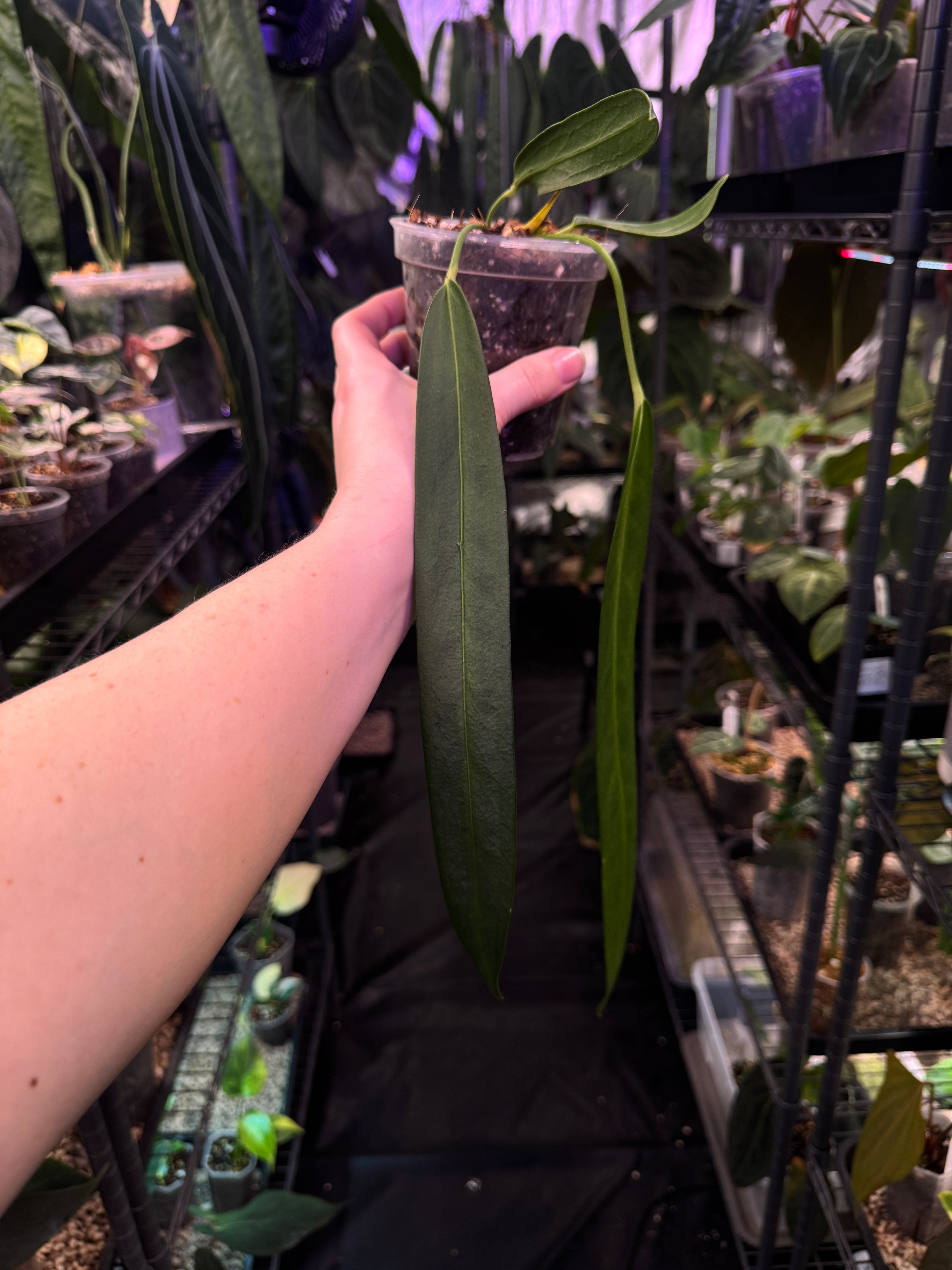 Anthurium Wendlingeri