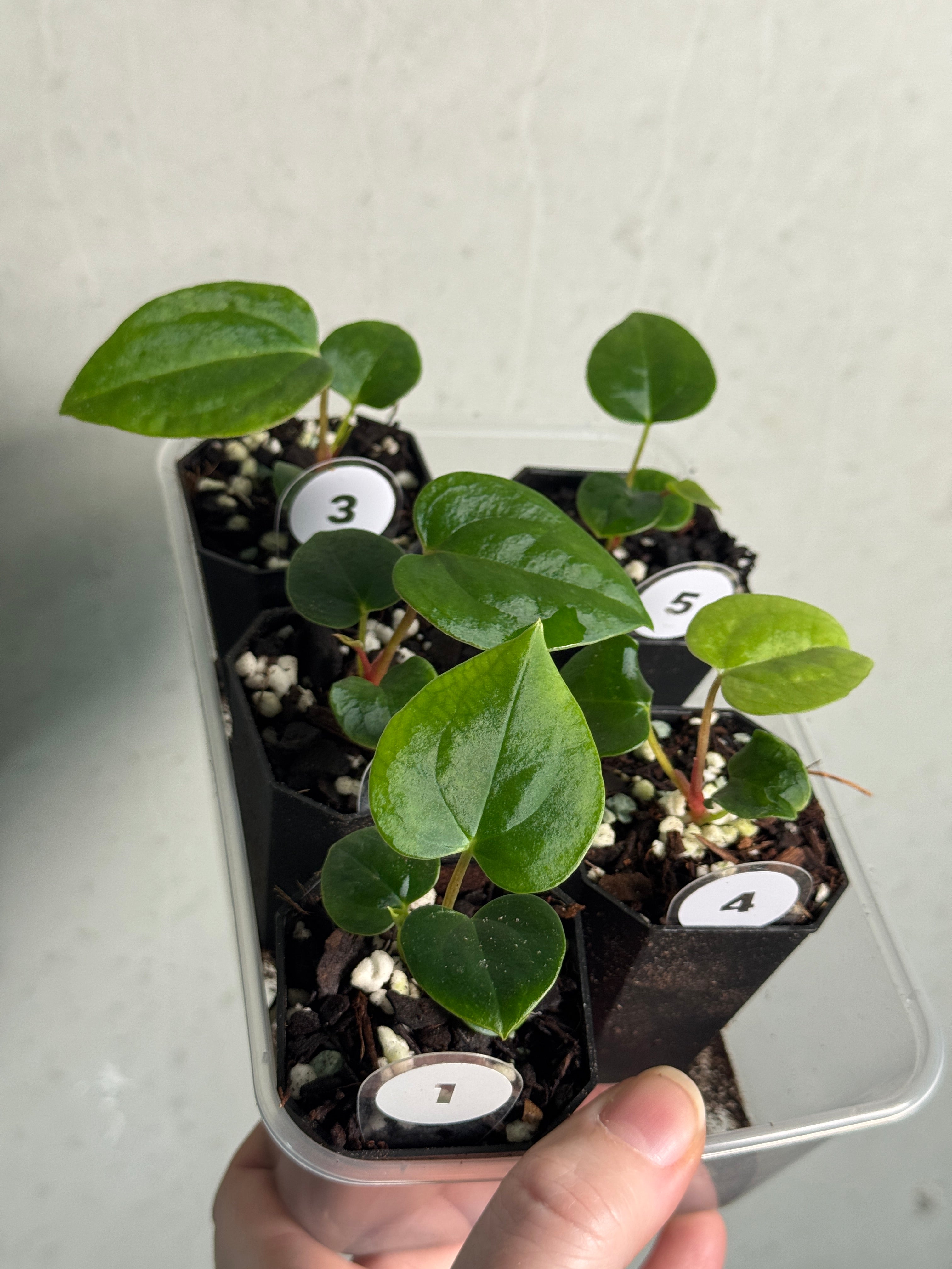 Anthurium Red Vein Dark Phoenix x (Ralph Lynam x Fort Sherman) - SMUKHI