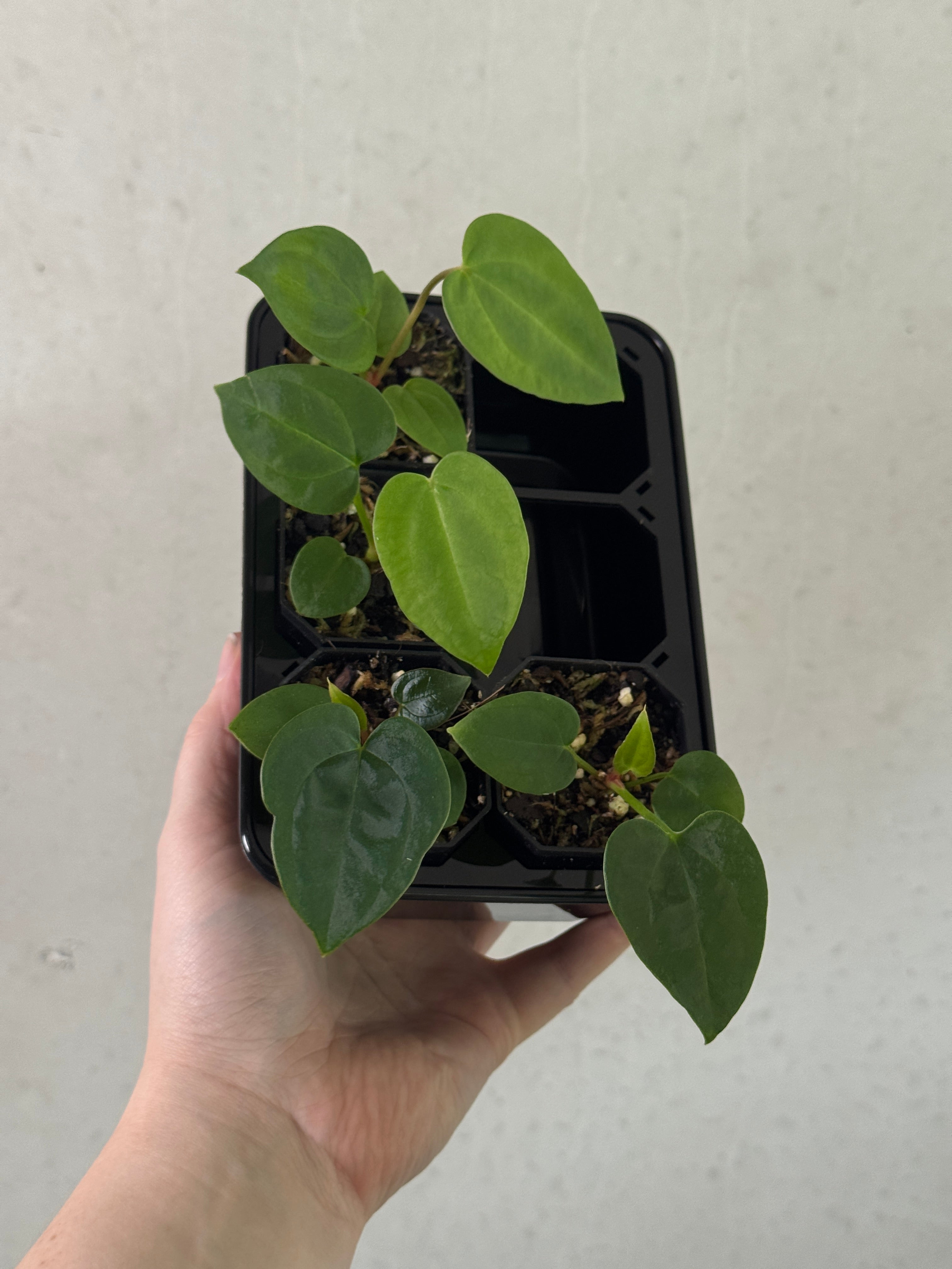 Variegated Stingray Anthurium plant with striking black and red leaves, featuring unique variegation and plant growth details.