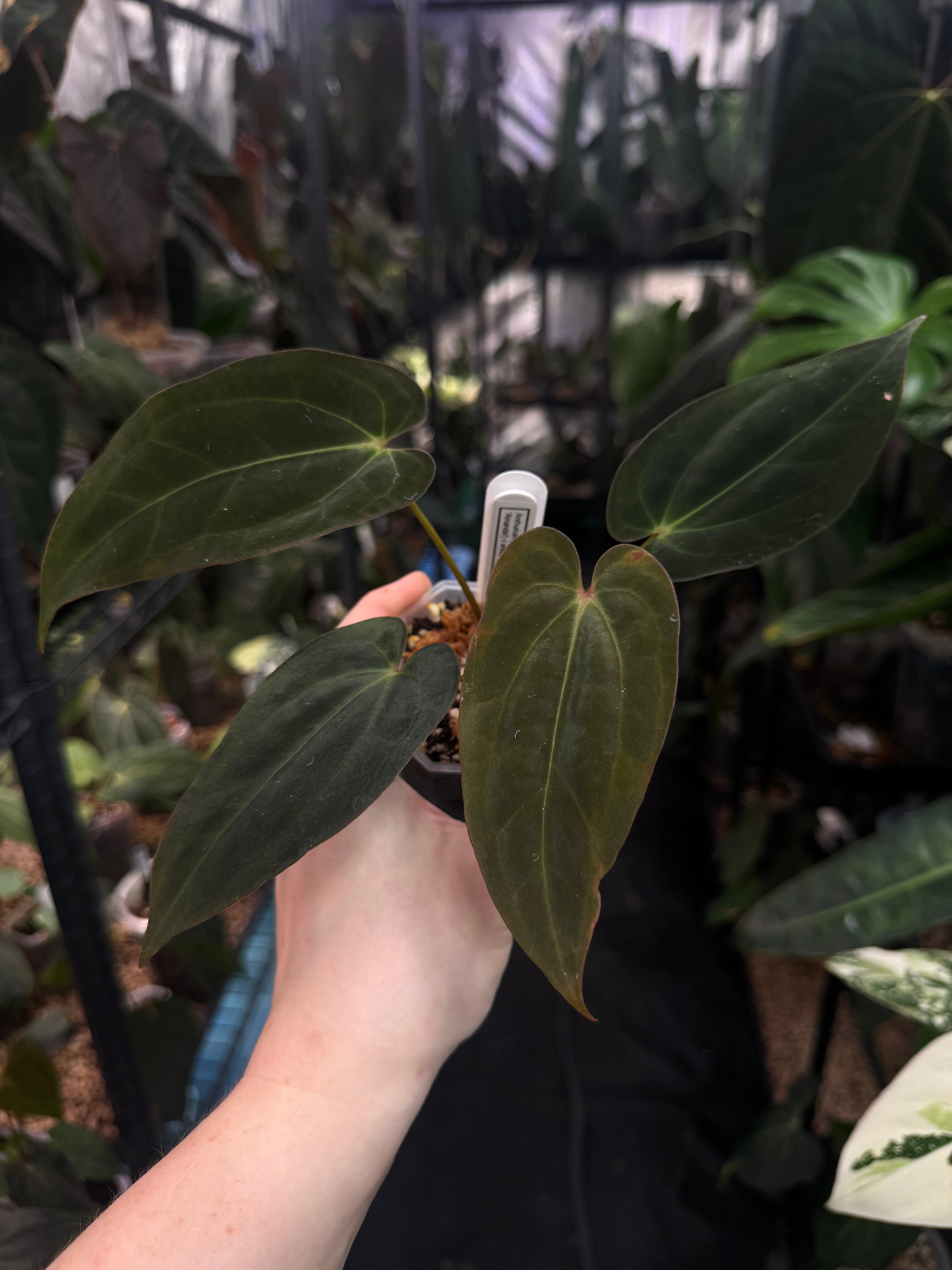 Anthurium (Forgetii x Carlablackiae ‘Amanda’) x BVEP ‘Bloodraven’