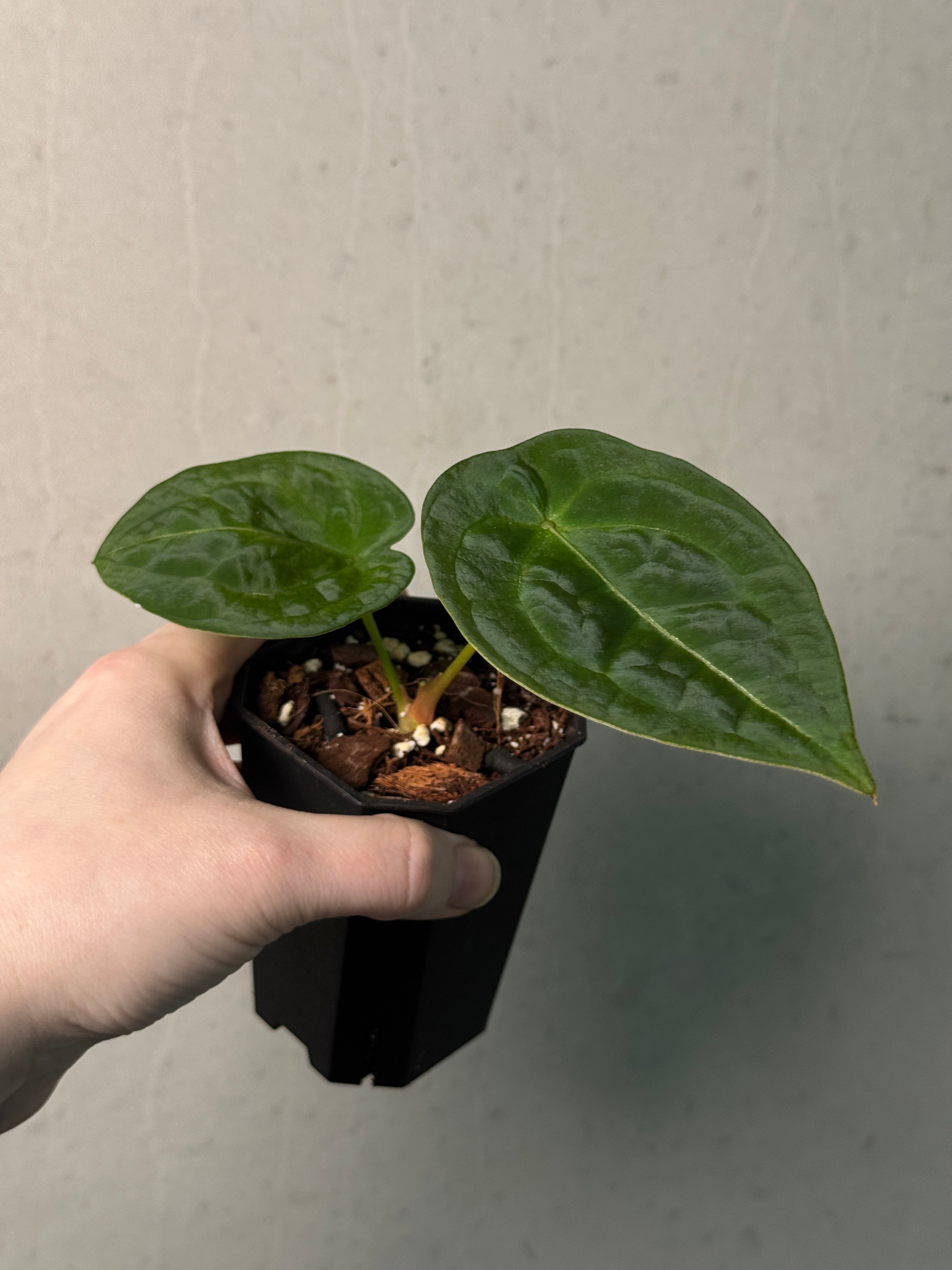 Anthurium Forgetii Silver/White Stripes - SMUKHI