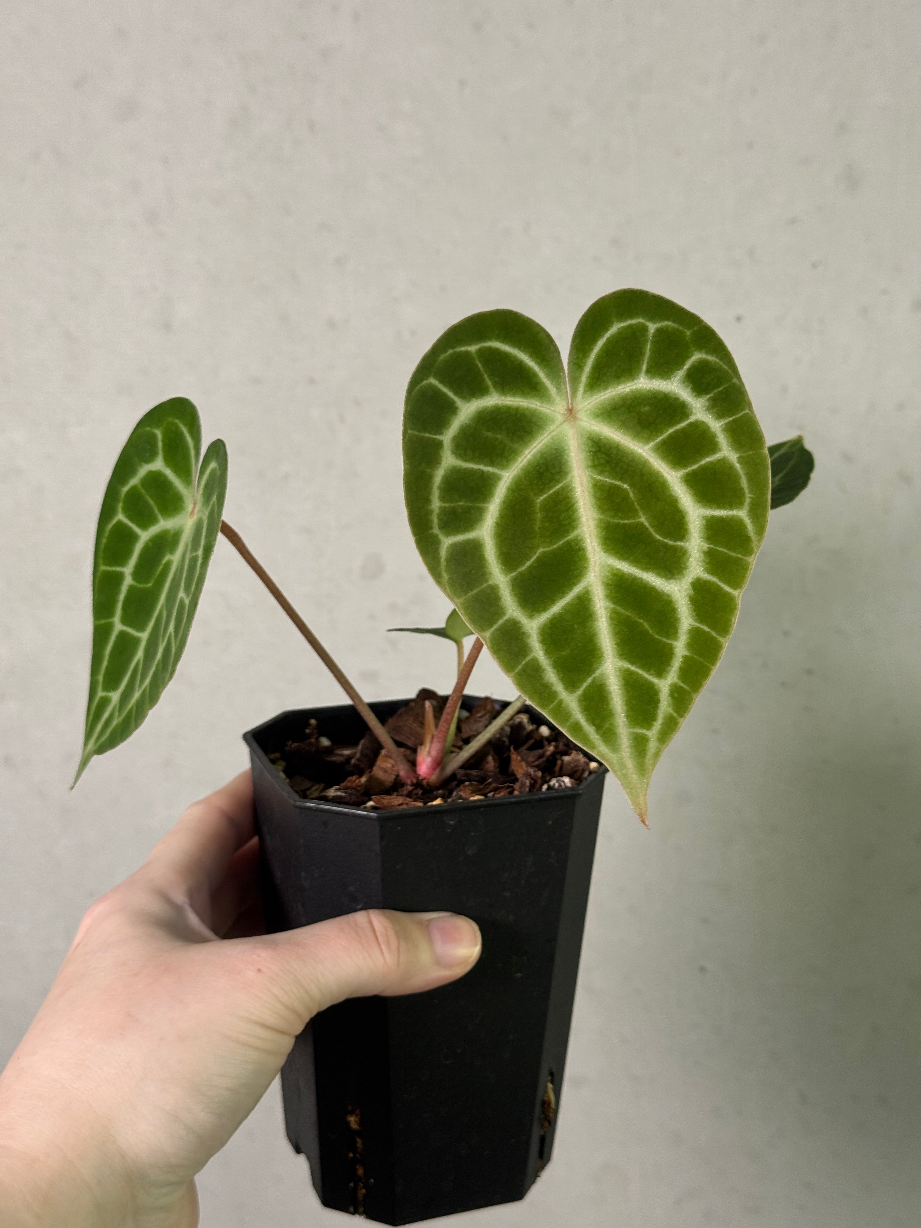 Anthurium King Clarinervium ‘Sulanjana’