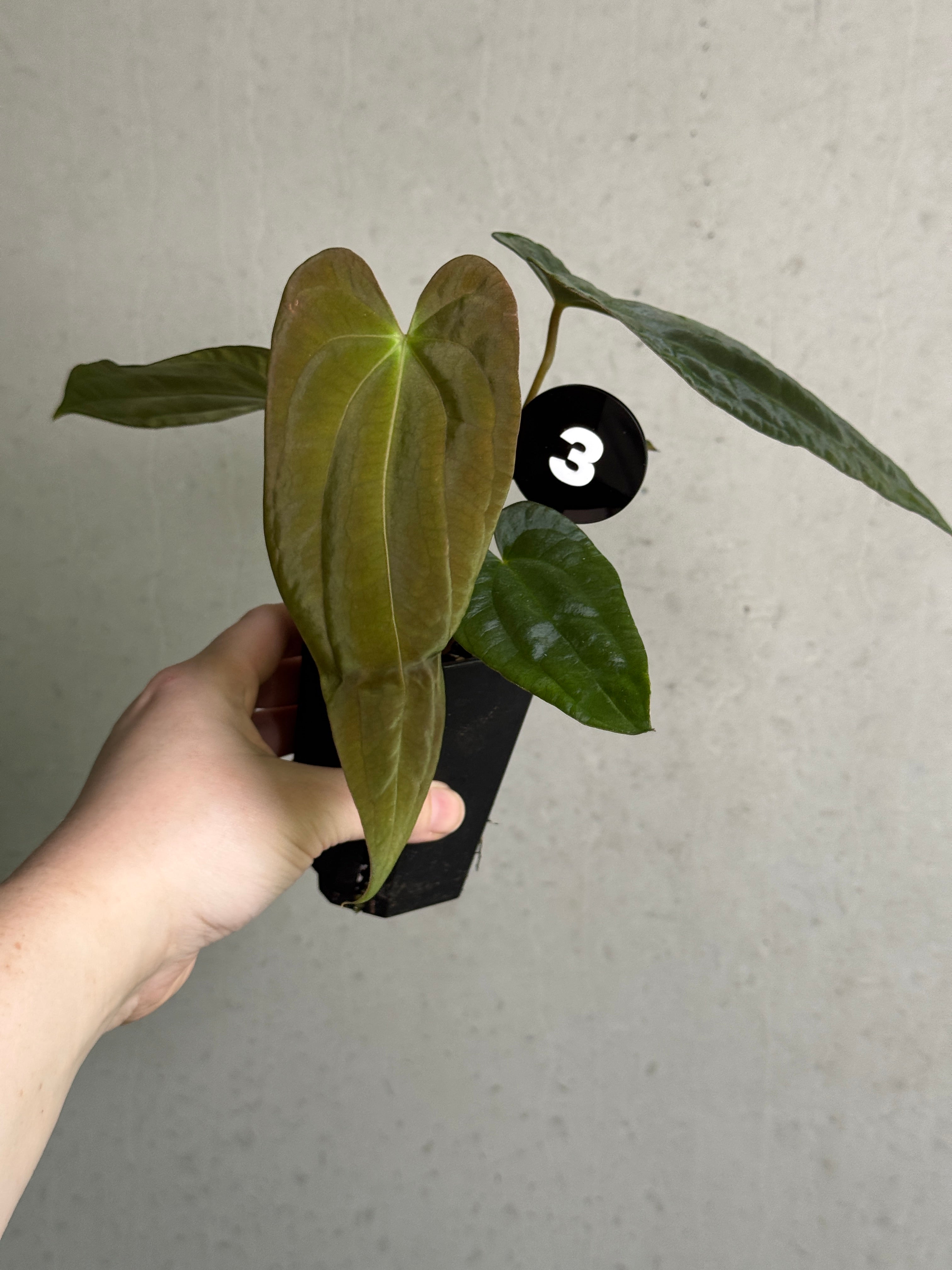 SMUKHI Anthurium Papillilaminum Ree Gardens x BVEP plant with glossy green leaves and distinctive round foliage, indoor tropical houseplant