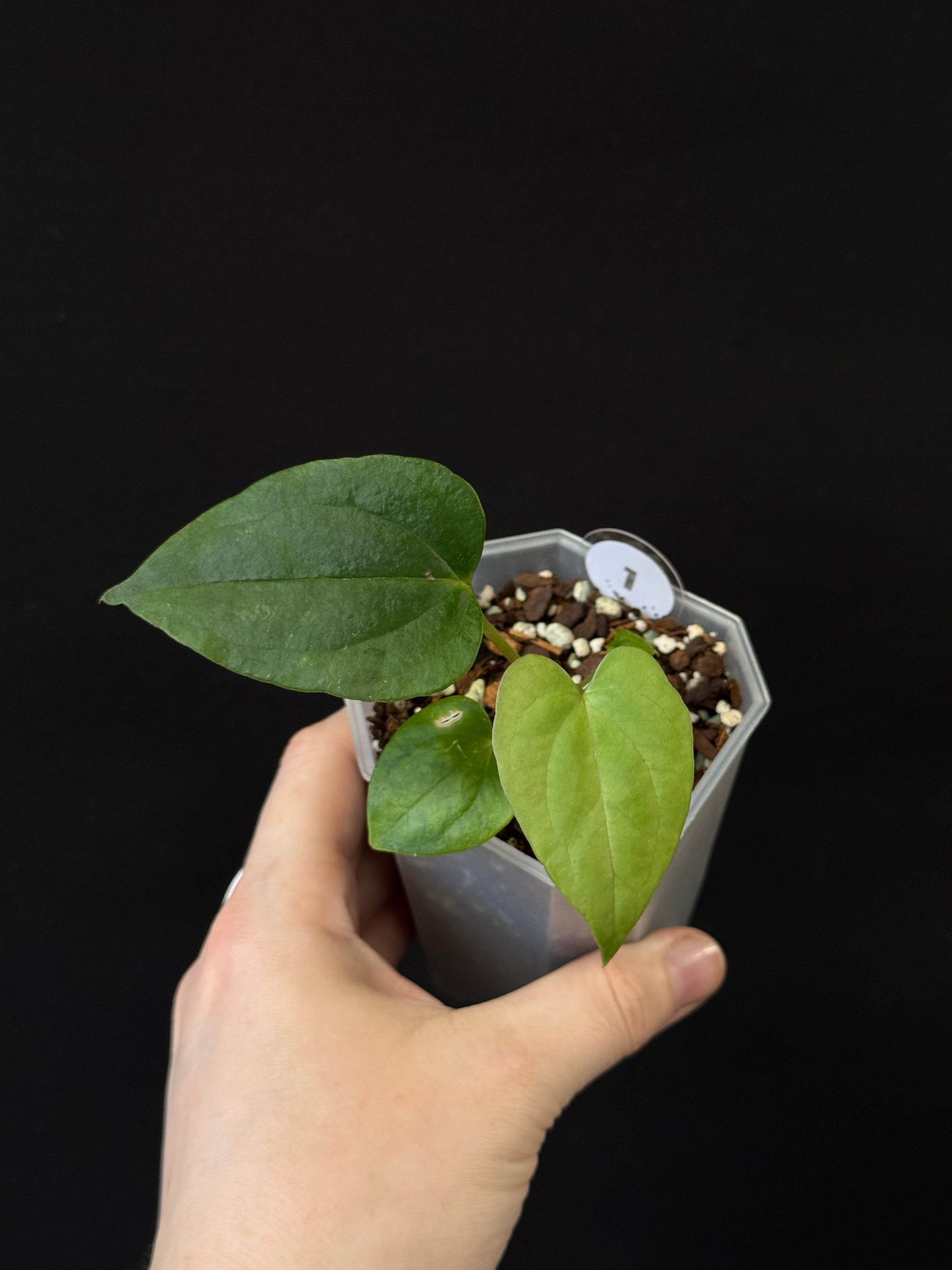 Anthurium (Dark Phoenix x Blue Papillilaminum) x Fort Sherman S1