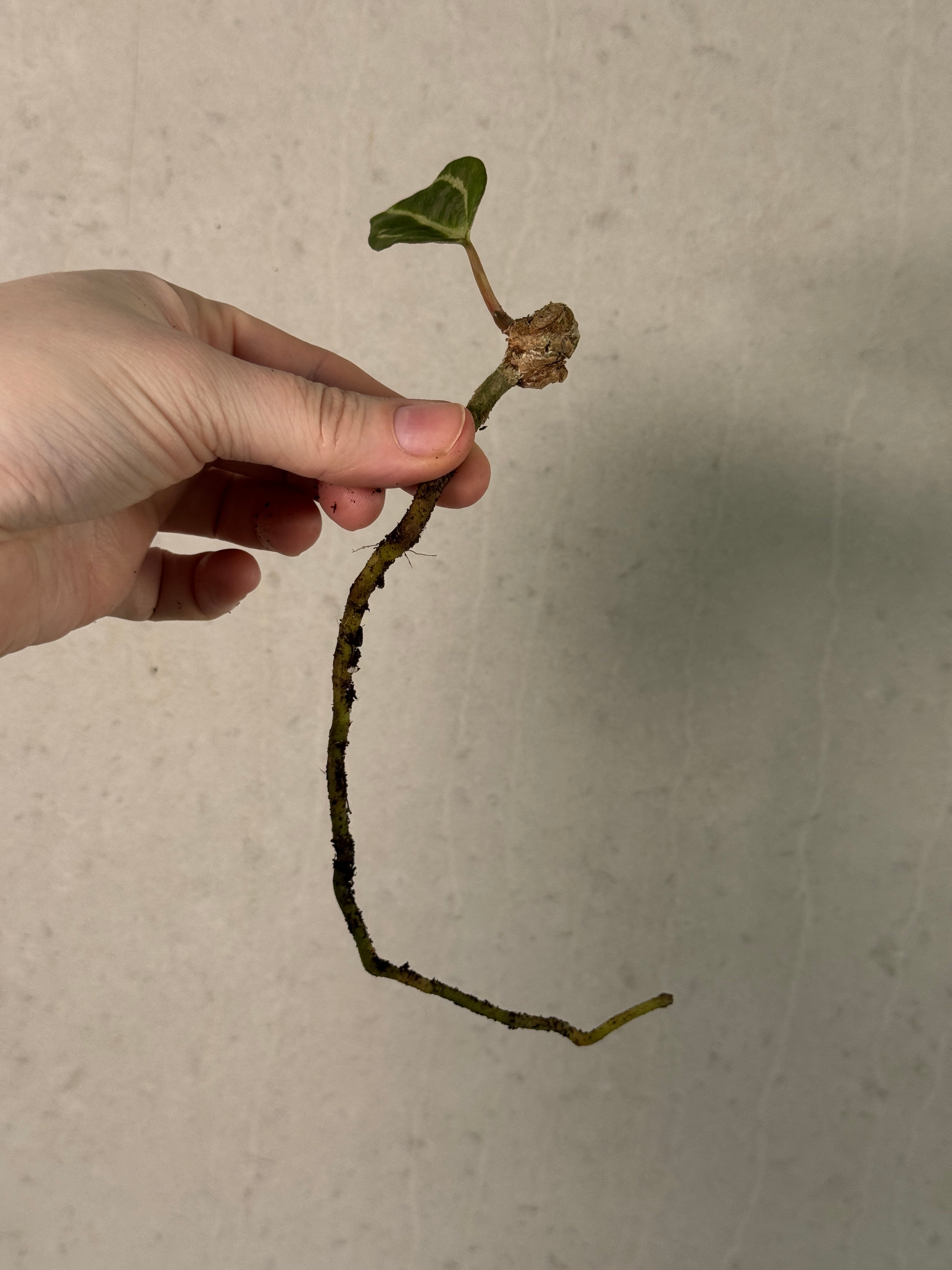 Anthurium Carlablackiae 'Round' x GPH-001 - Clone - Pre-order