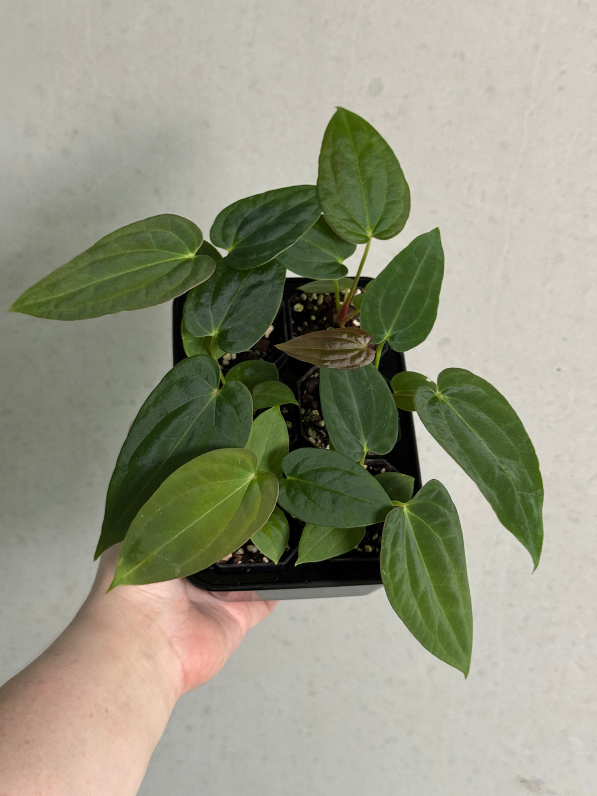 Anthurium Fort Sherman S1 x BVEP plant by SMUKHI with glossy green leaves and vibrant red flowers, healthy and potted.