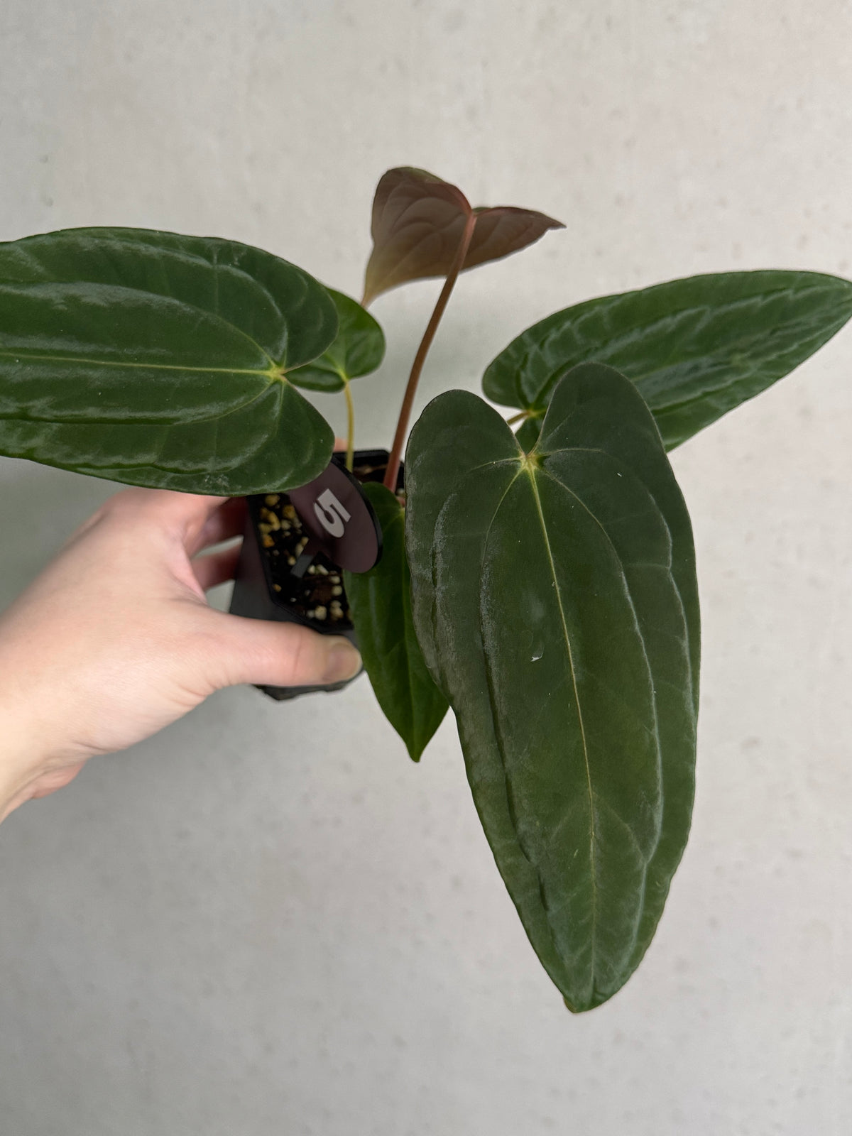 SMUKHI Anthurium Papillilaminum Ree Gardens x BVEP plant with glossy, round leaves, showcasing lush foliage in a natural setting.
