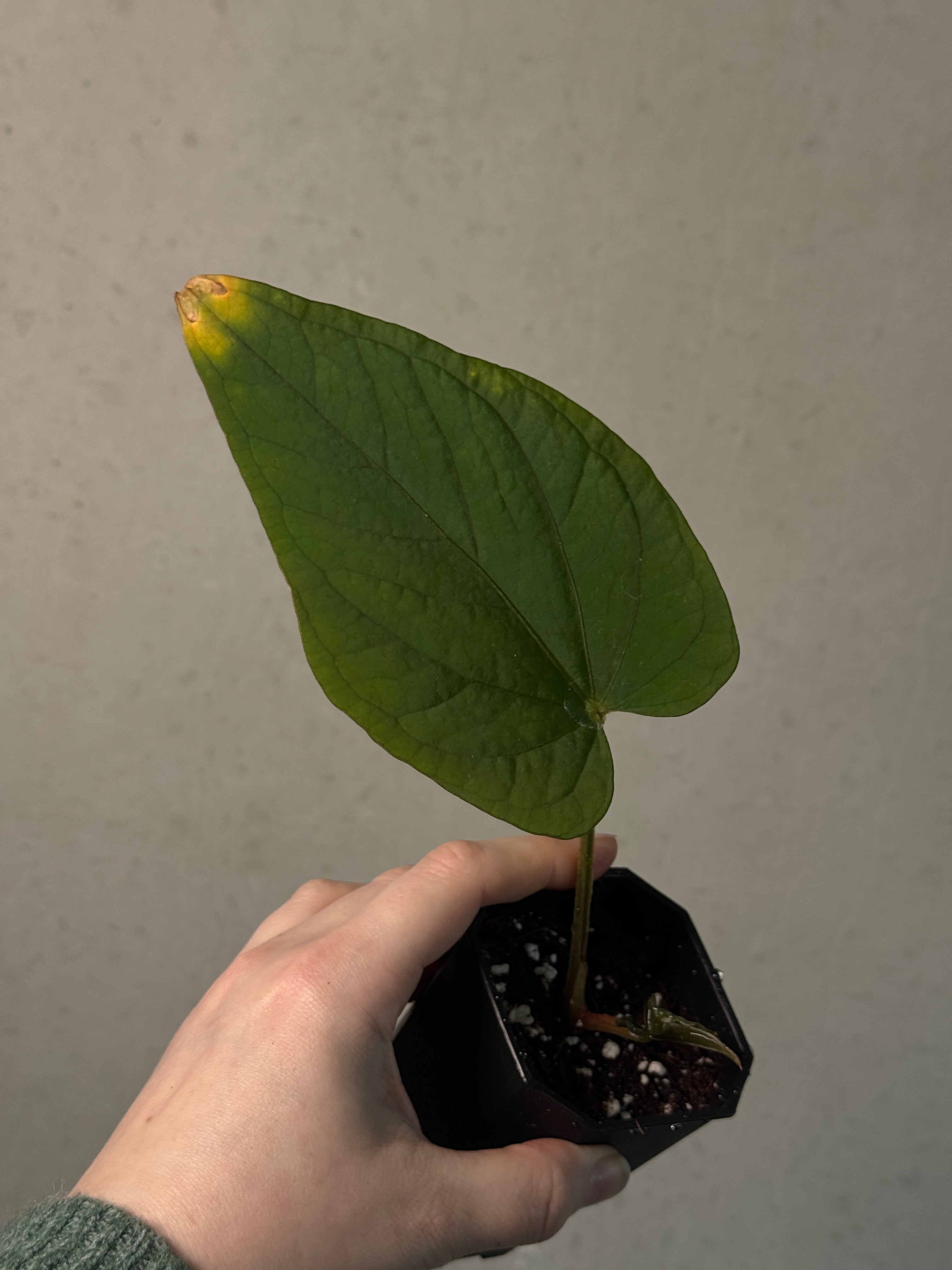 Anthurium Kunayalense (RA lineage) - Clone - Pre-order
