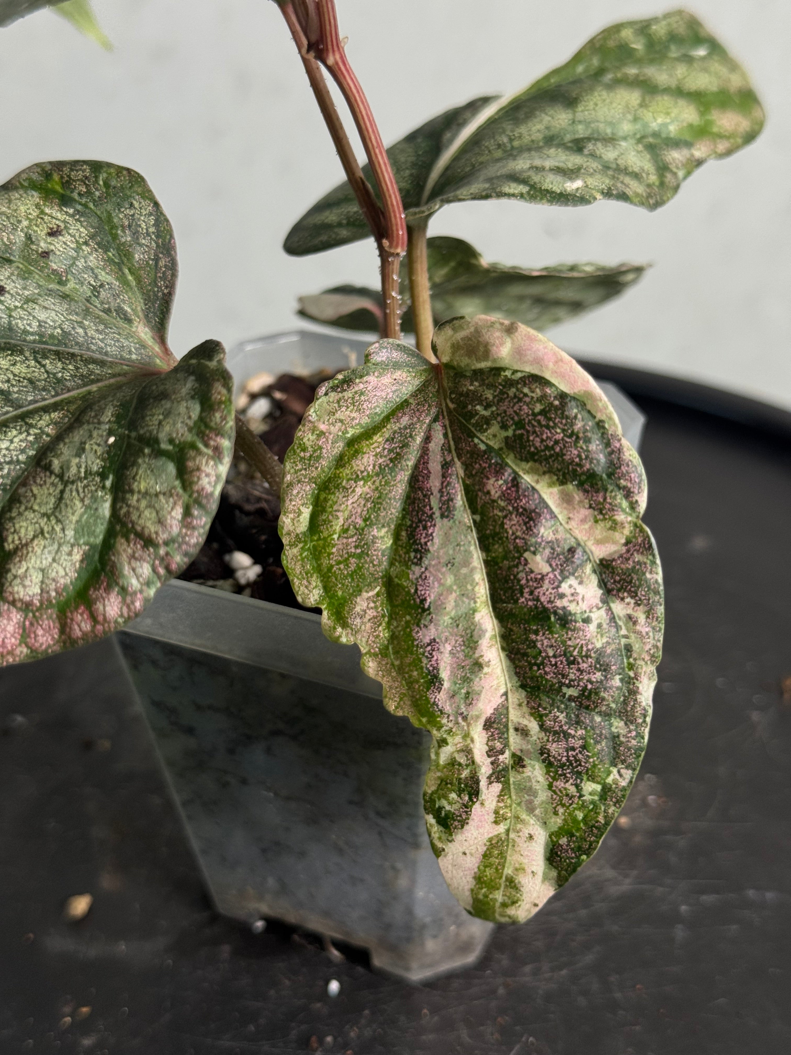 Piper Sylvaticum Variegata