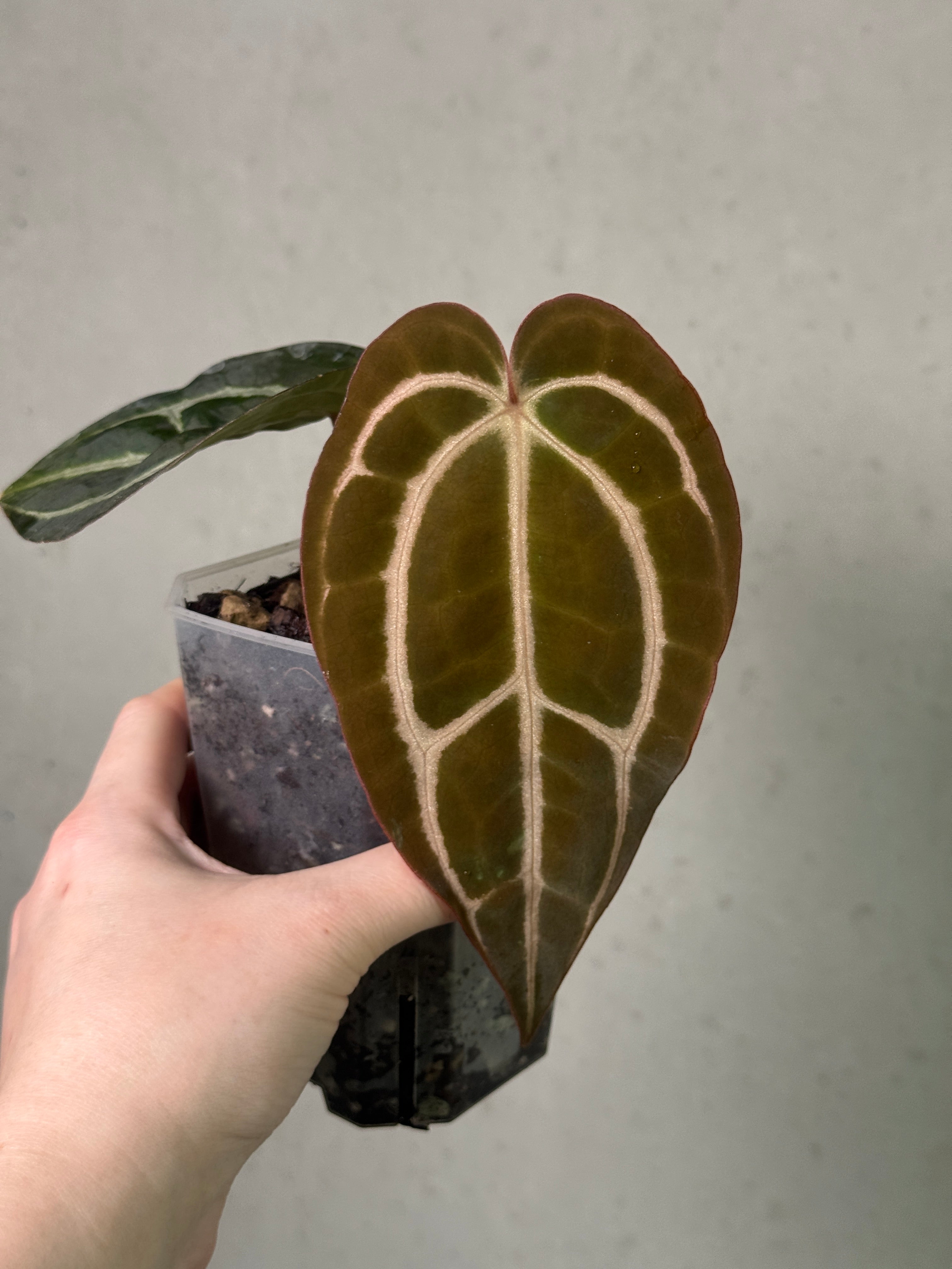 Anthurium Carlablackiae WU2 S1 clone plant from Wuhoo Tropicals with dark green glossy leaves and vibrant red spathes.