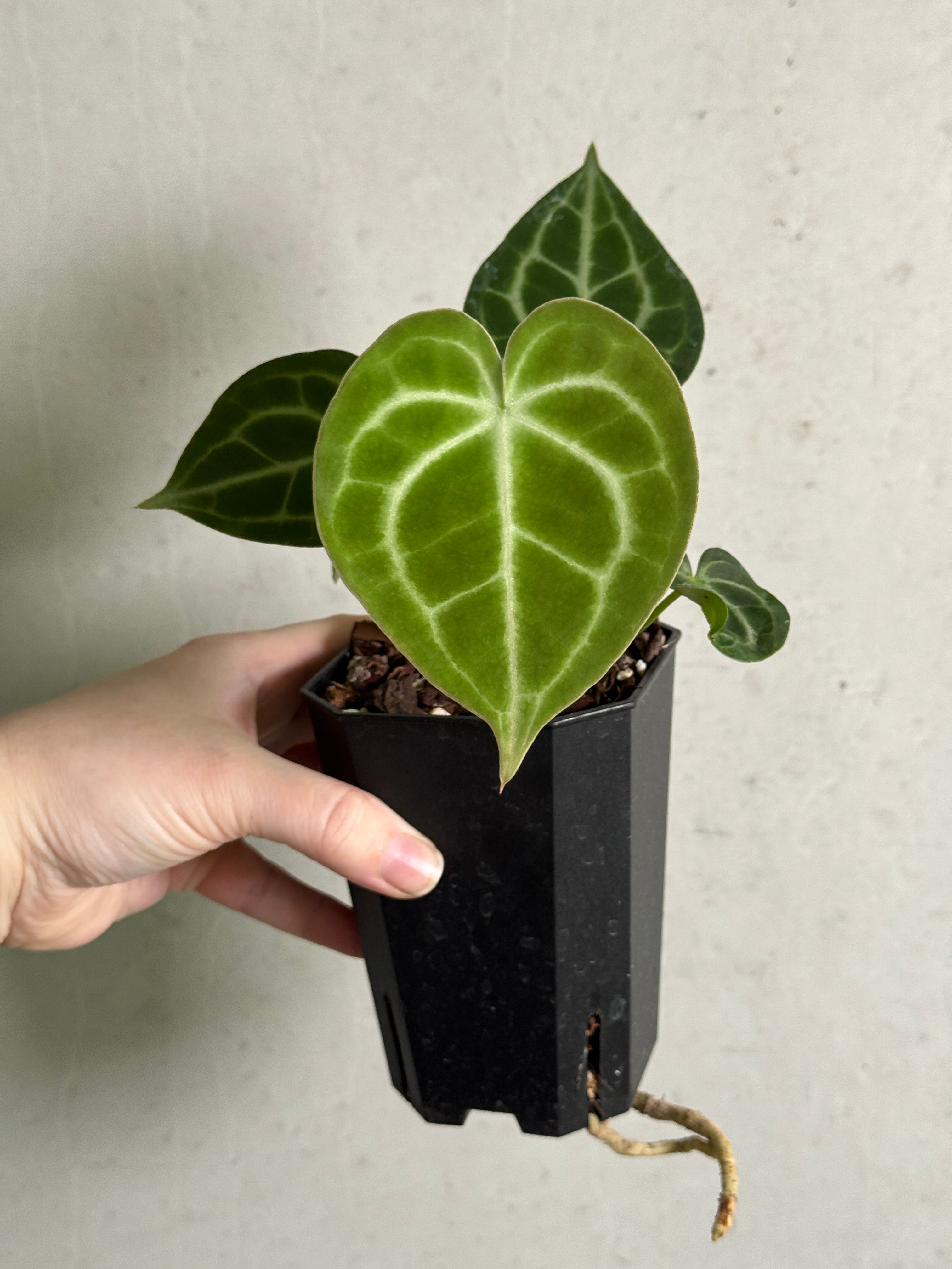 Anthurium King Clarinervium 'Sulanjana' - Rare Finds for Refined