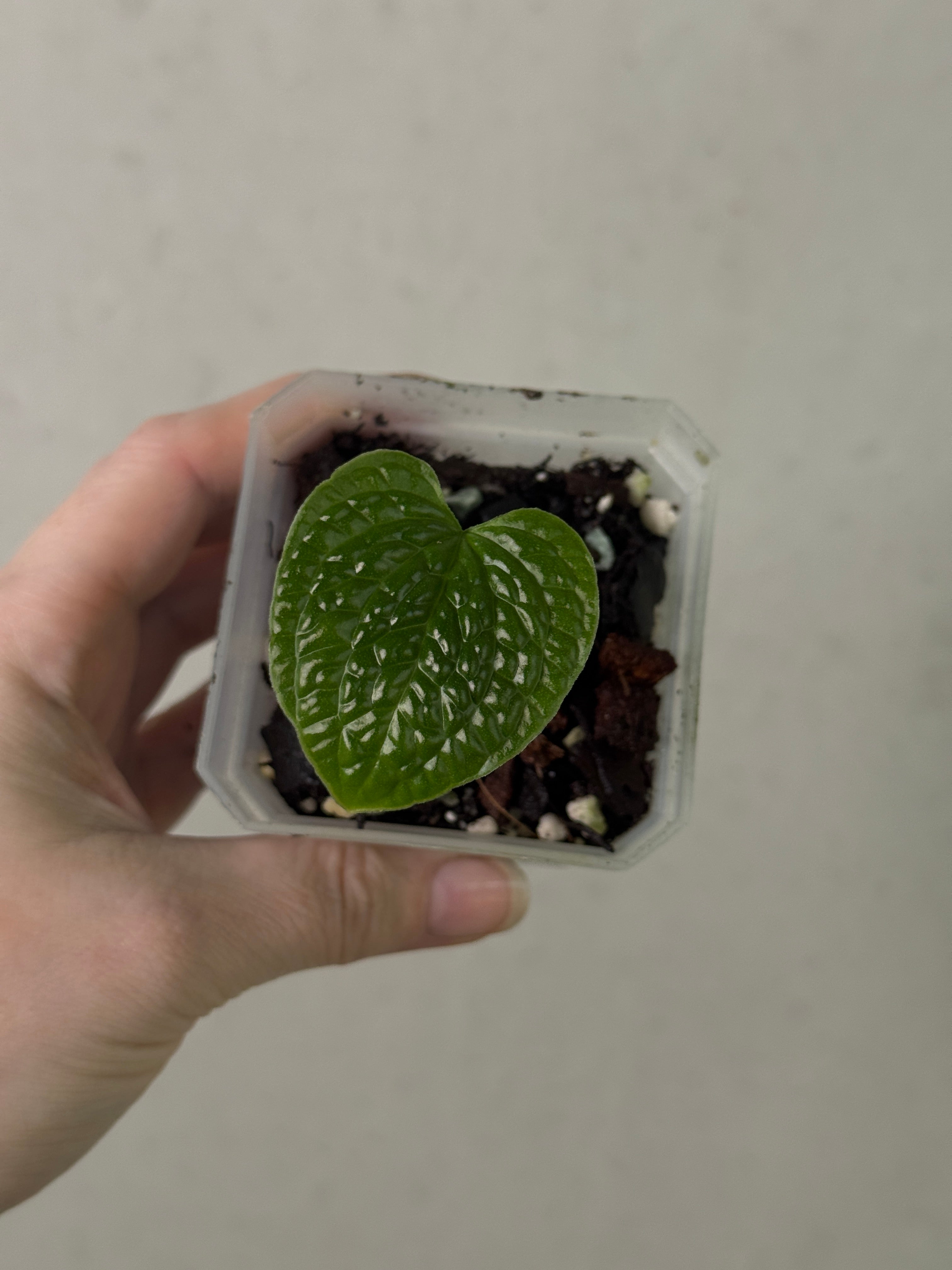 Anthurium Splendidum - Clone
