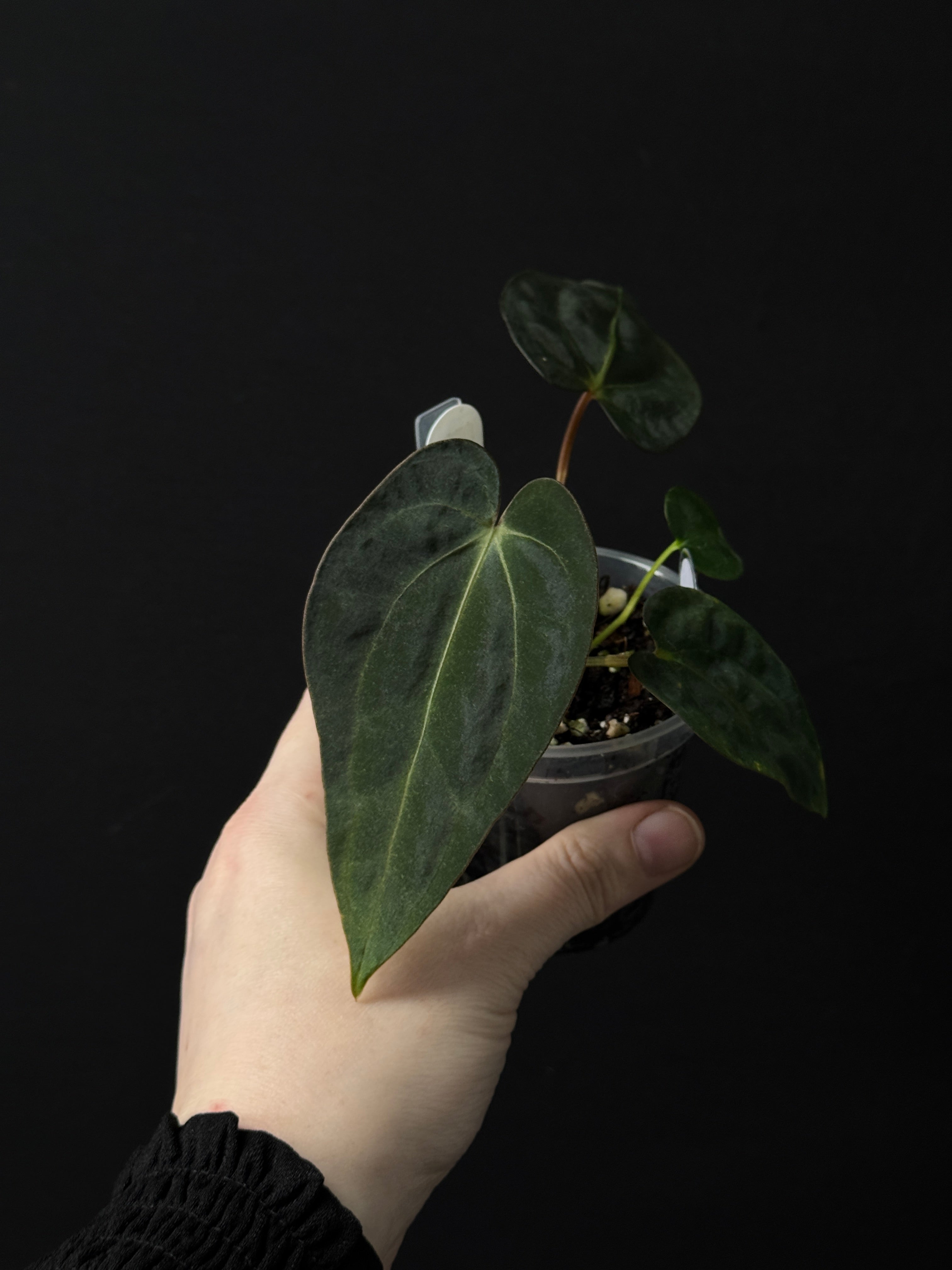 Anthurium Papillilaminum RA5 x Carlablackiae PM1