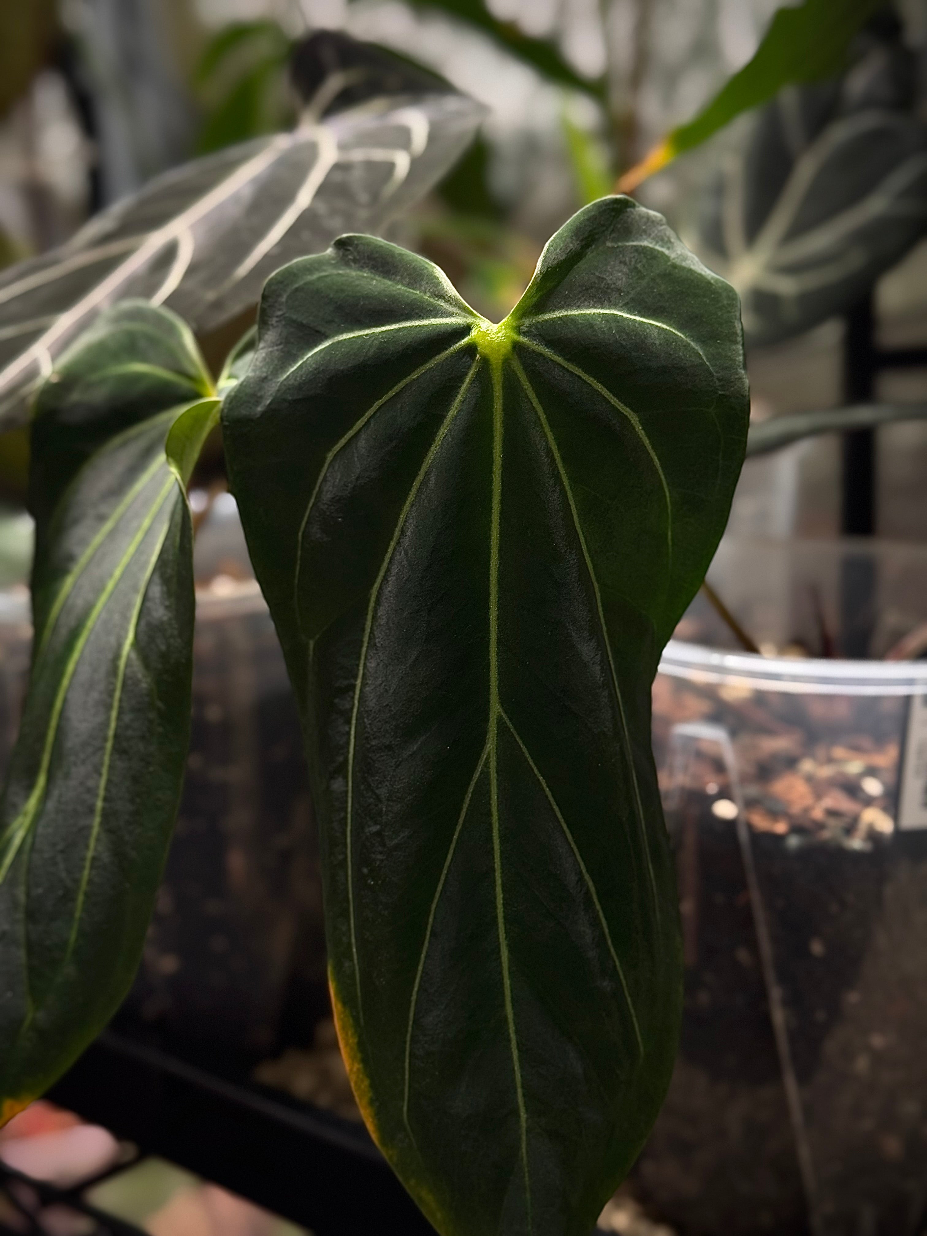 NFS: Anthurium Black Widow '13' x '43' | SMUKHI