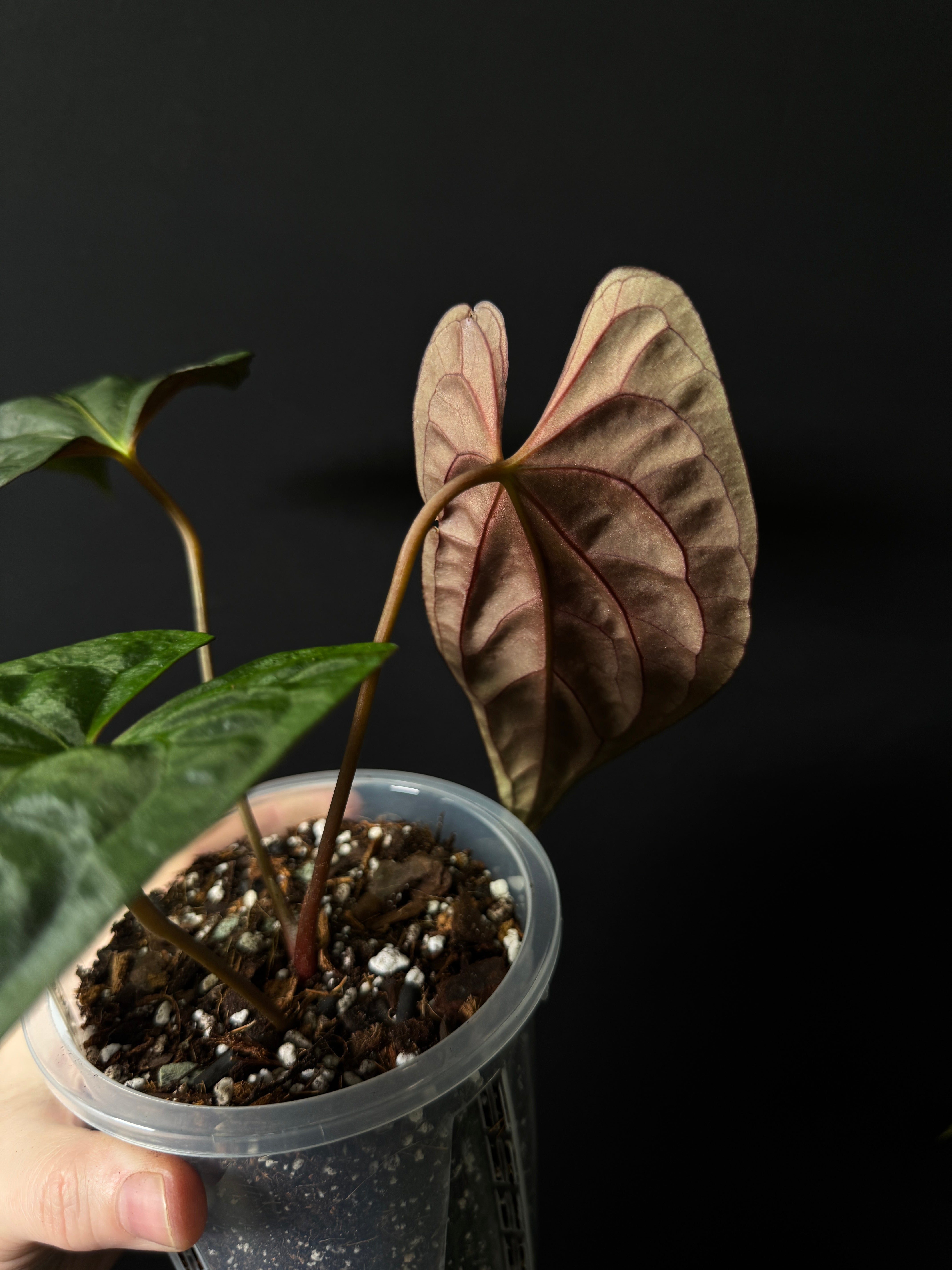 Anthurium Dark Phoenix x Fort Sherman