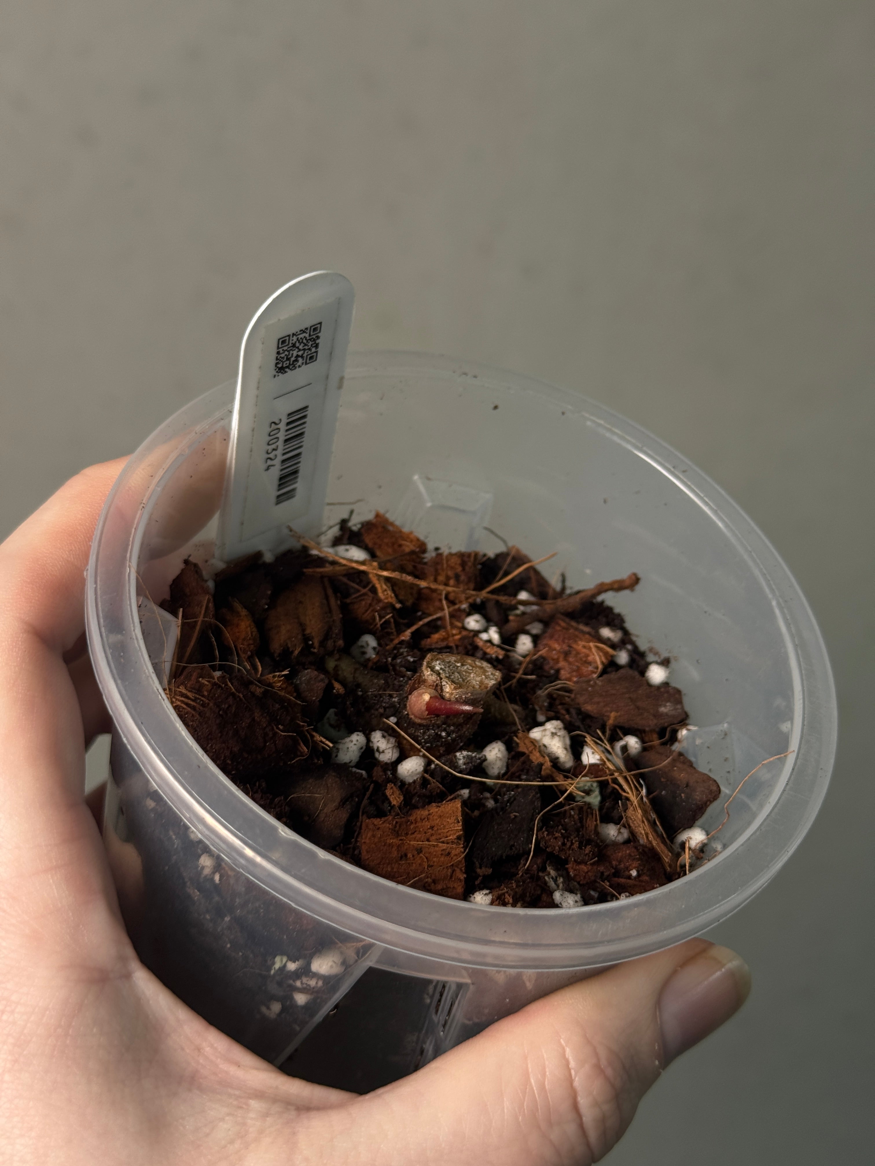 Anthurium FSxRL 'Grim Reaper' Reaper' S1 - Clone