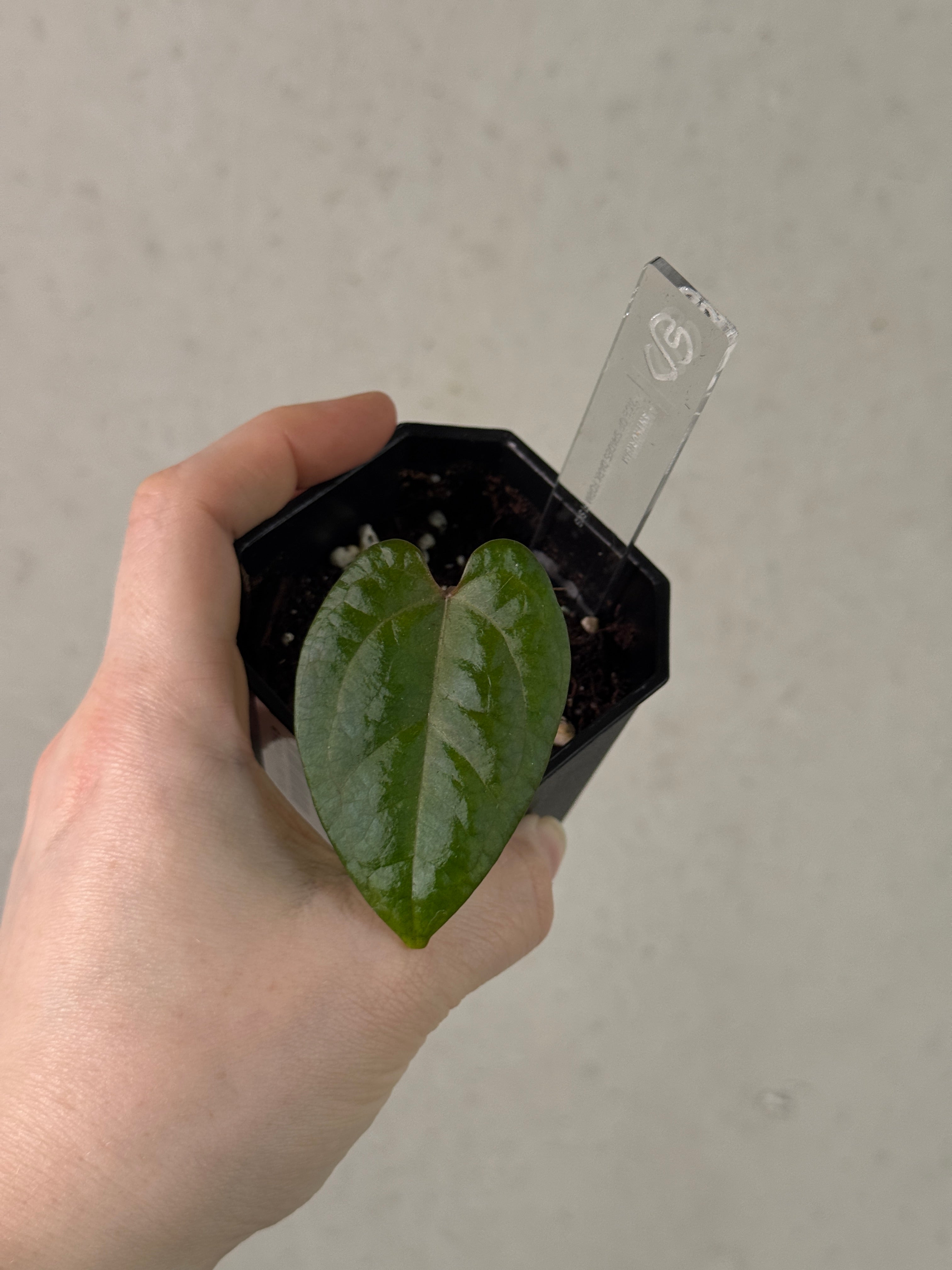 Anthurium Ace of Spades Dark Form - Clone