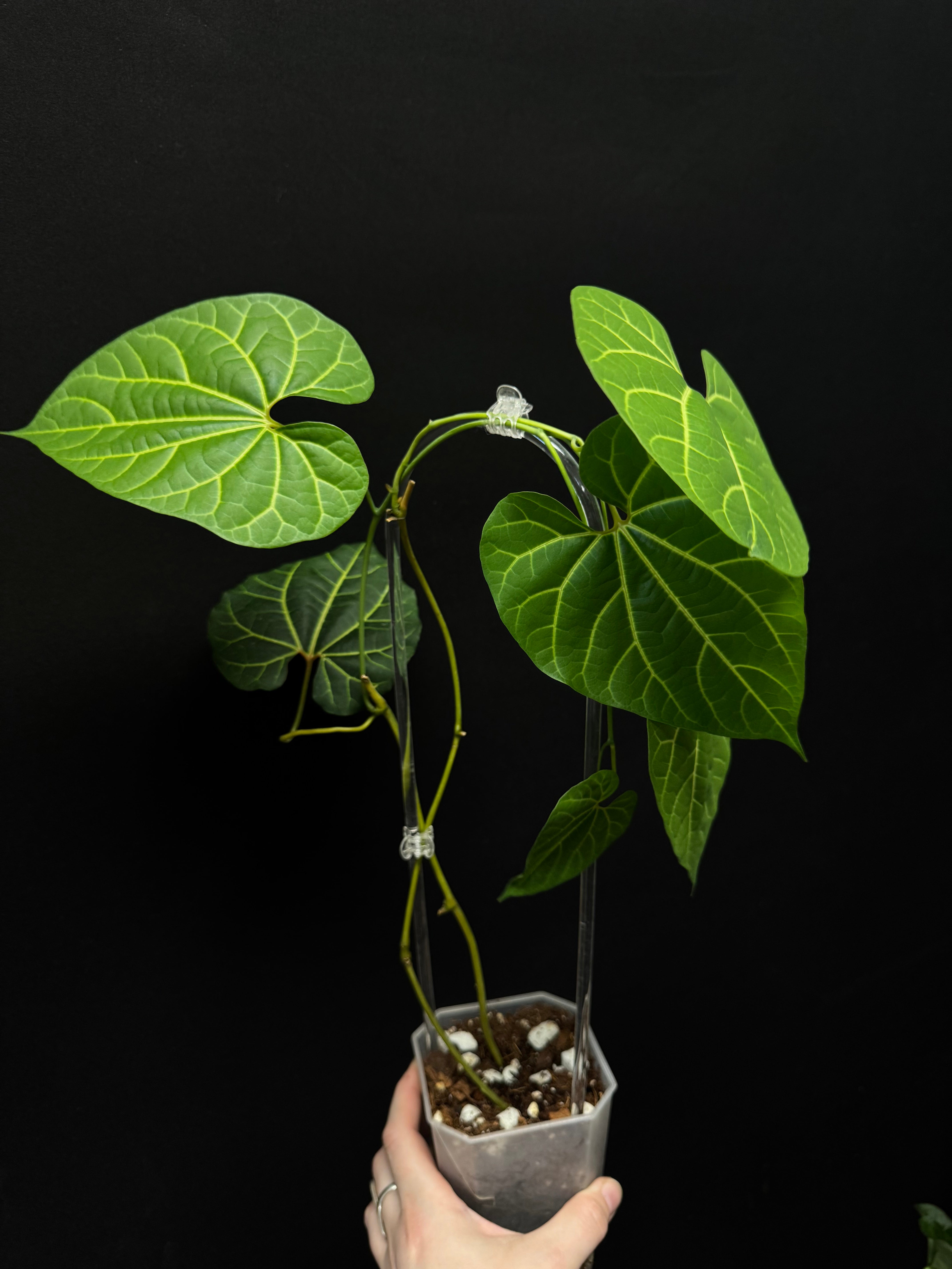 Aristolochia Leuconeura