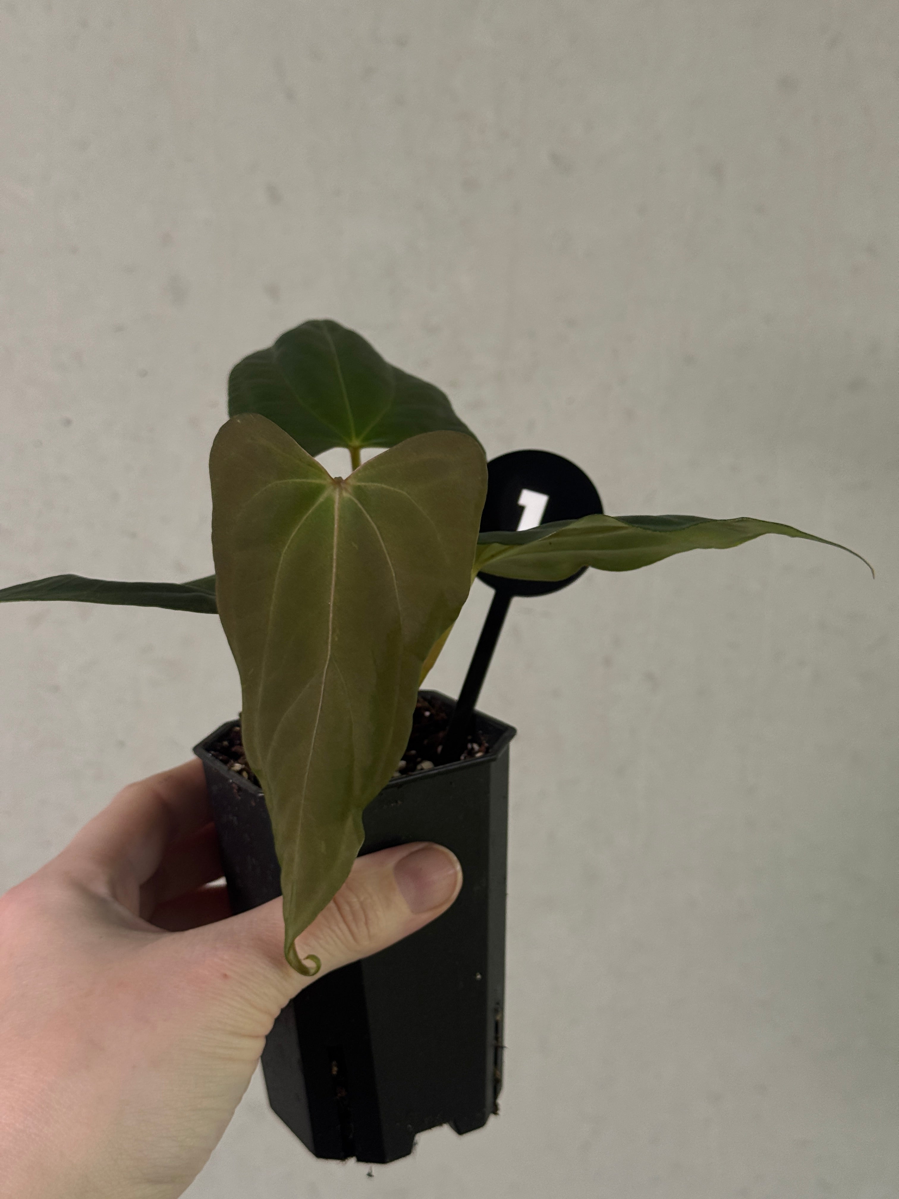 Anthurium Fort Sherman S1 x Ralph Lynam x Fort Sherman plant by SMUKHI with lush green leaves and vibrant spathes.