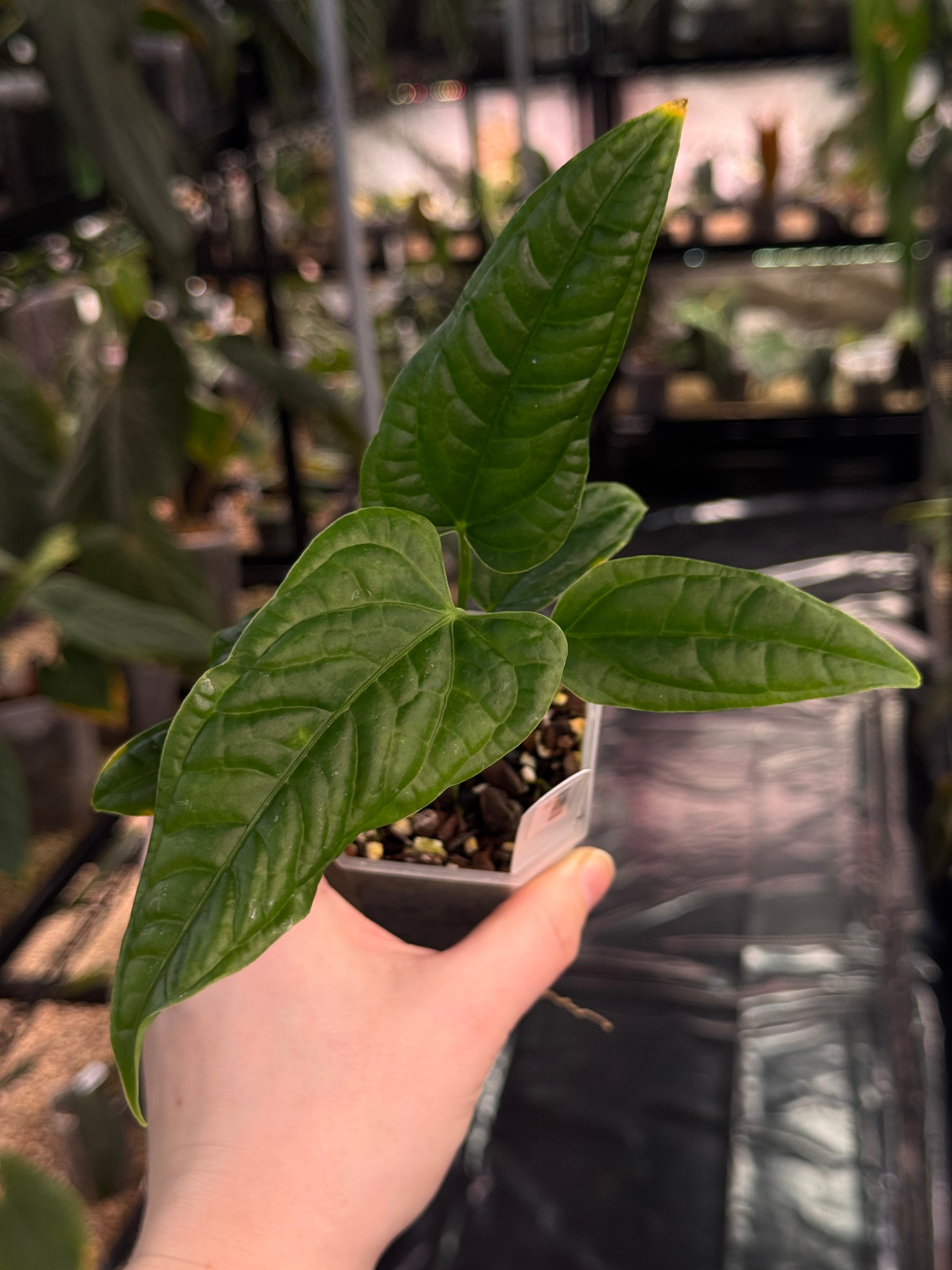 Anthurium Lapoanum S1