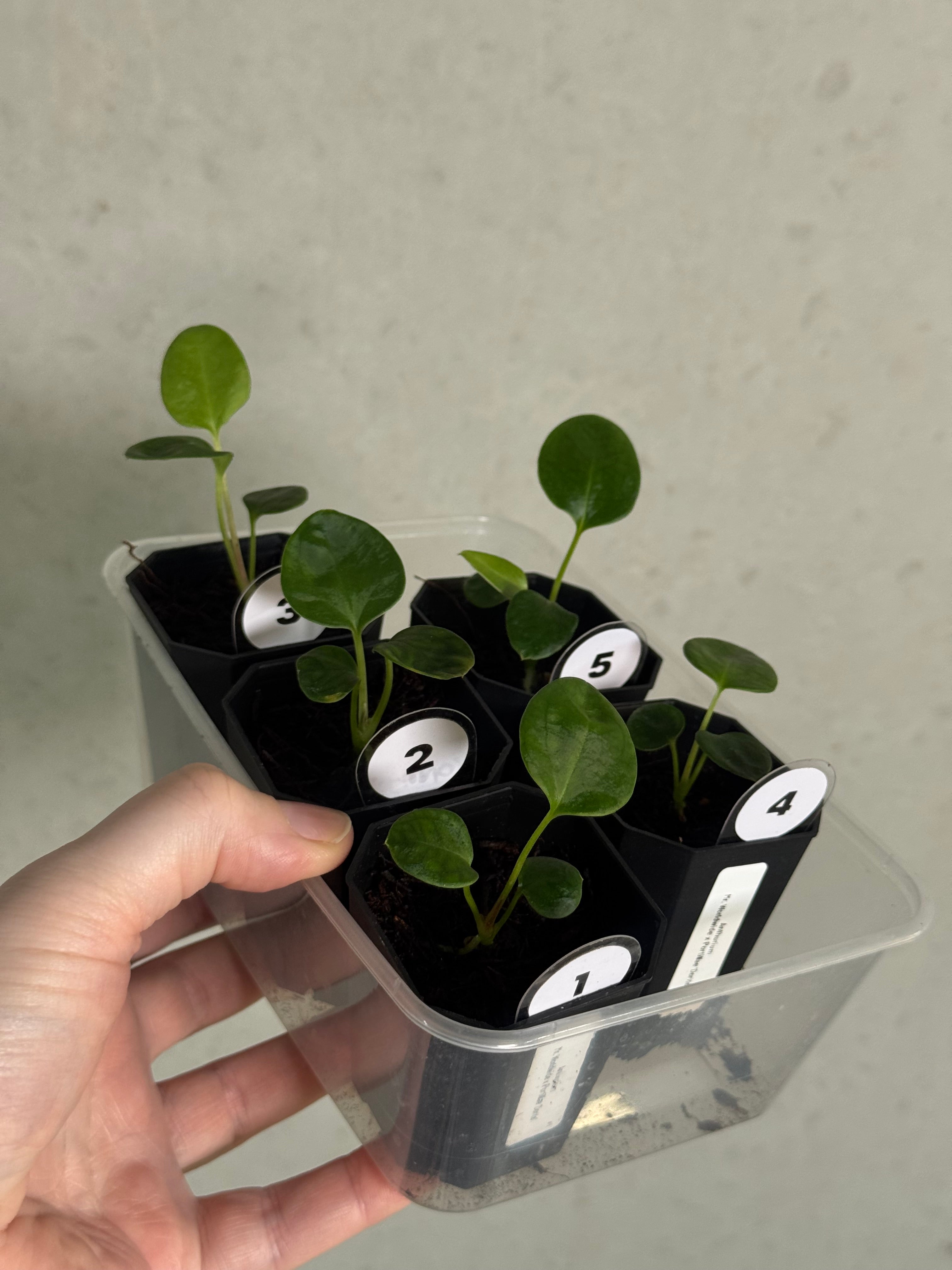 Anthurium Mr. Worldwide x Portillae ‘Dorito’ - SMUKHI