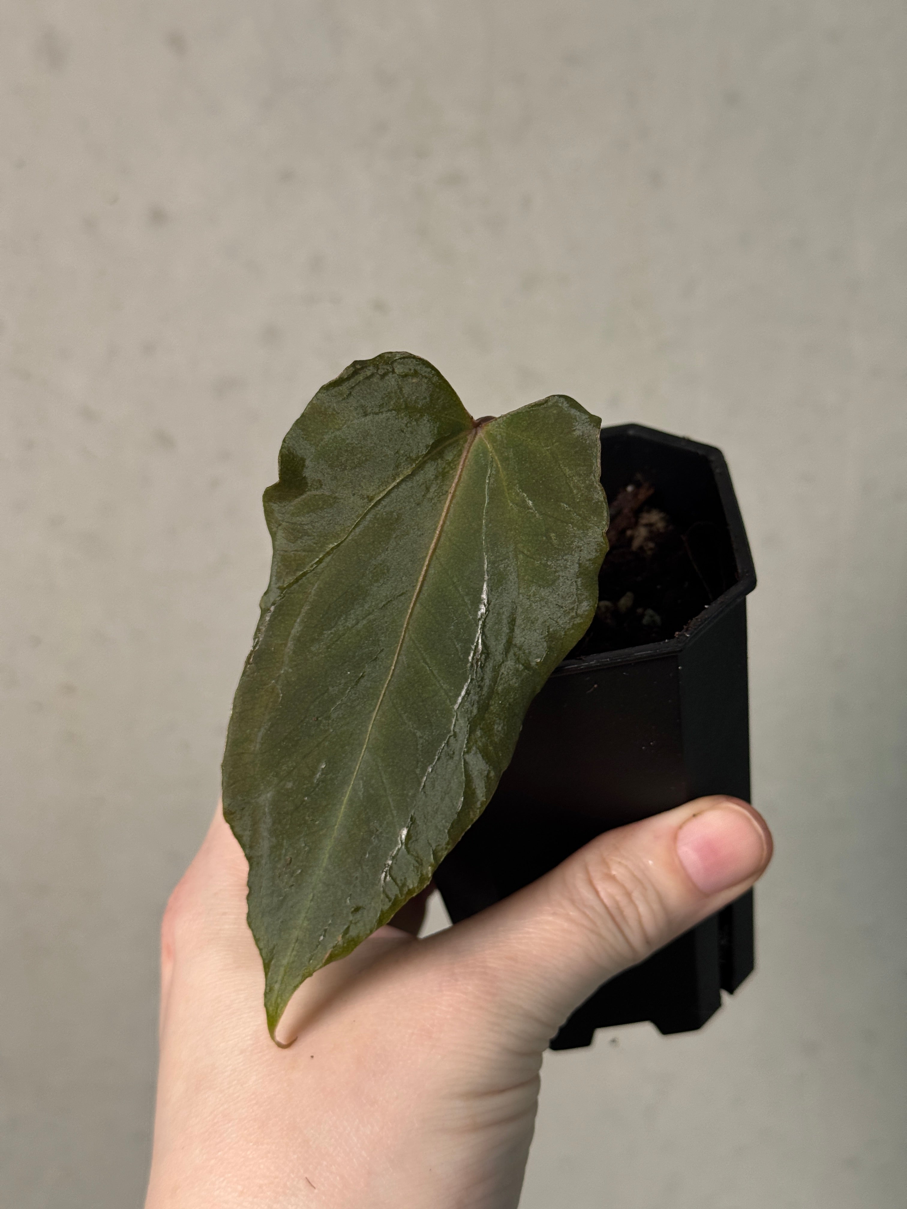 Anthurium FSxRL 'Grim Reaper' Reaper' S1 - Clone