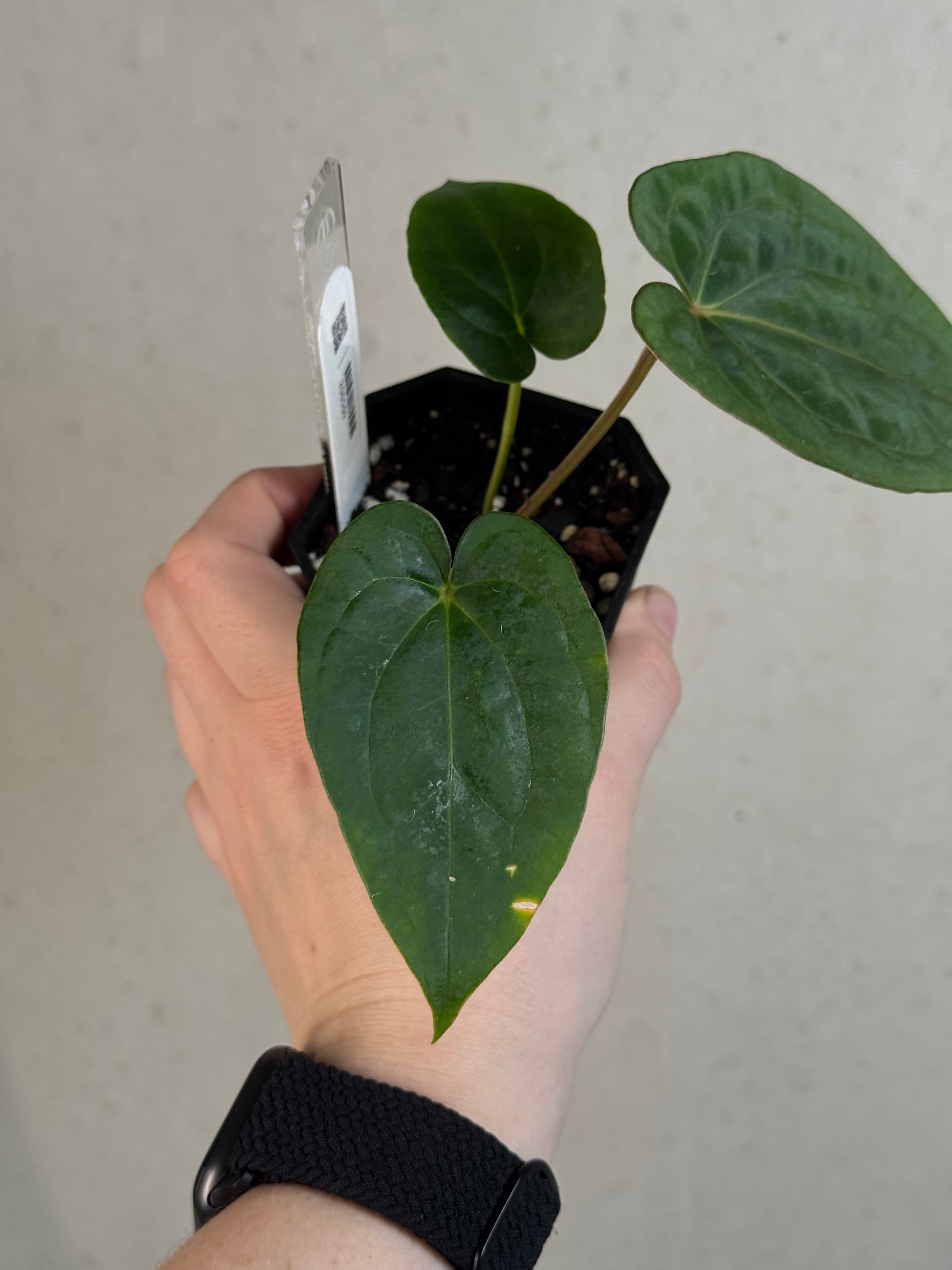 Anthurium (Kunayalense PM7 x Papillilaminum 'Swamp Bunny') x (Dressleri F2 x Carlablackiae 'Amanda')