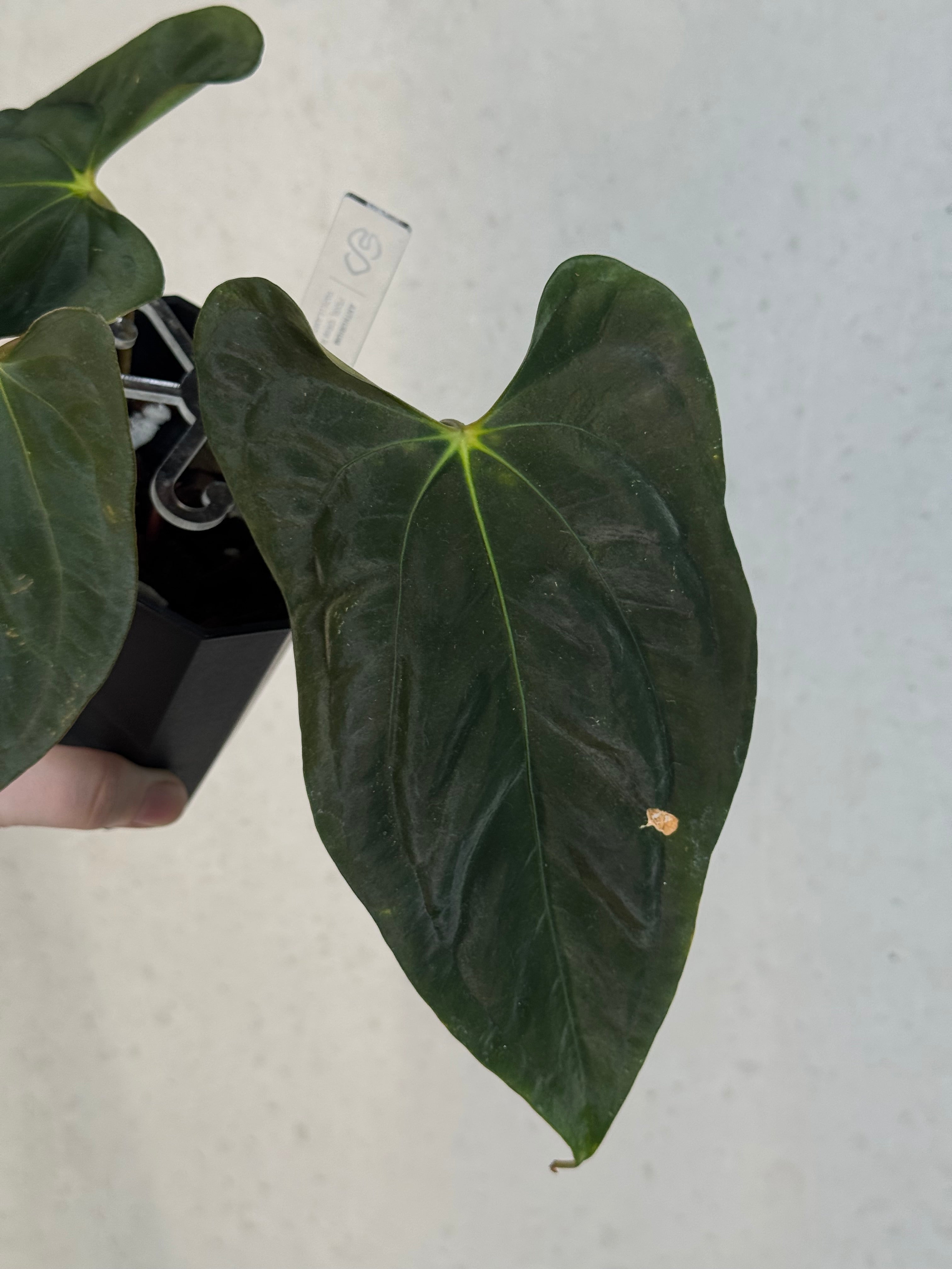 Anthurium FSxRL ‘Grim Reaper’ x Papillilaminum RA6 - Clone