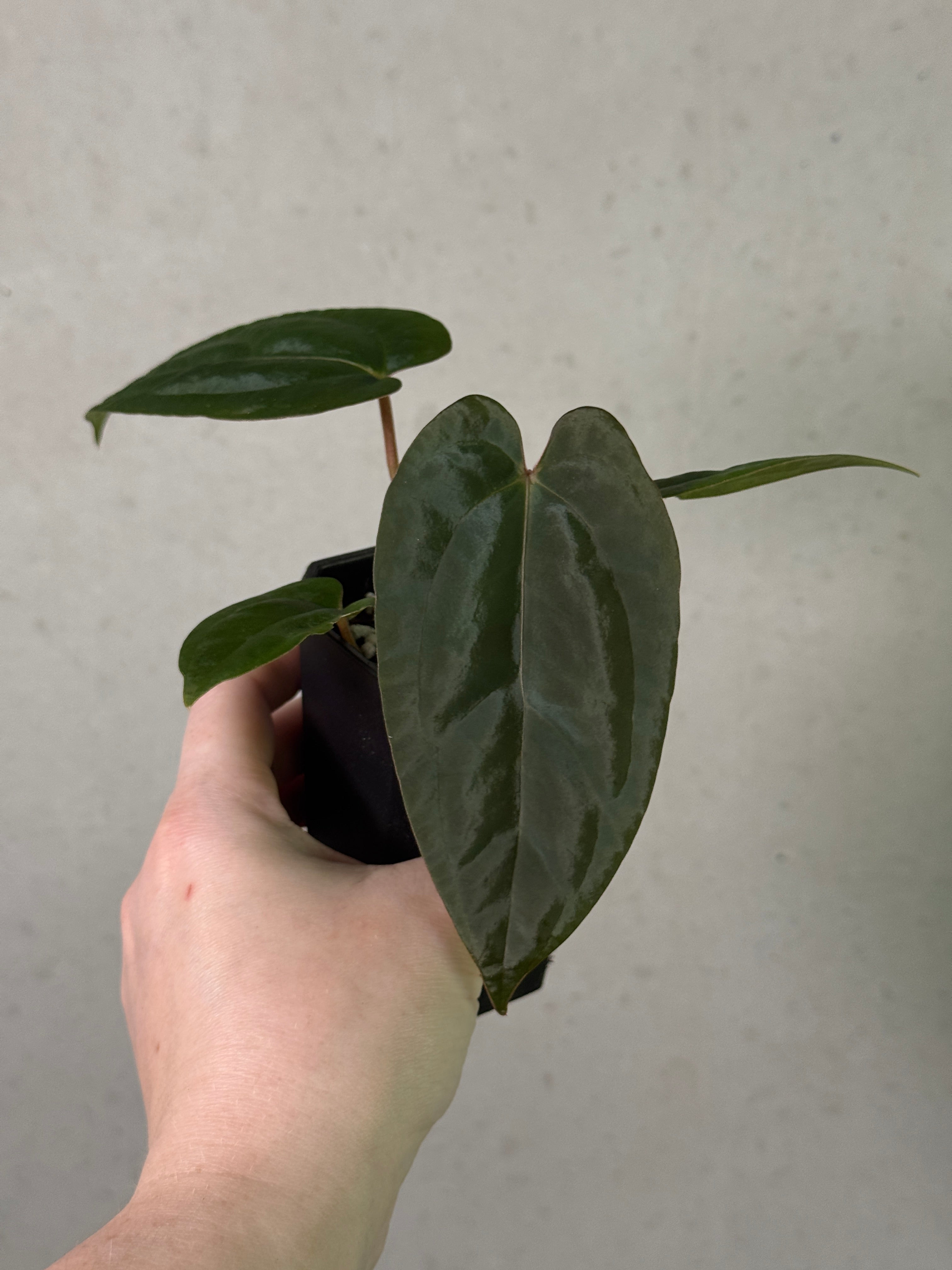 Anthurium Fort Sherman x open