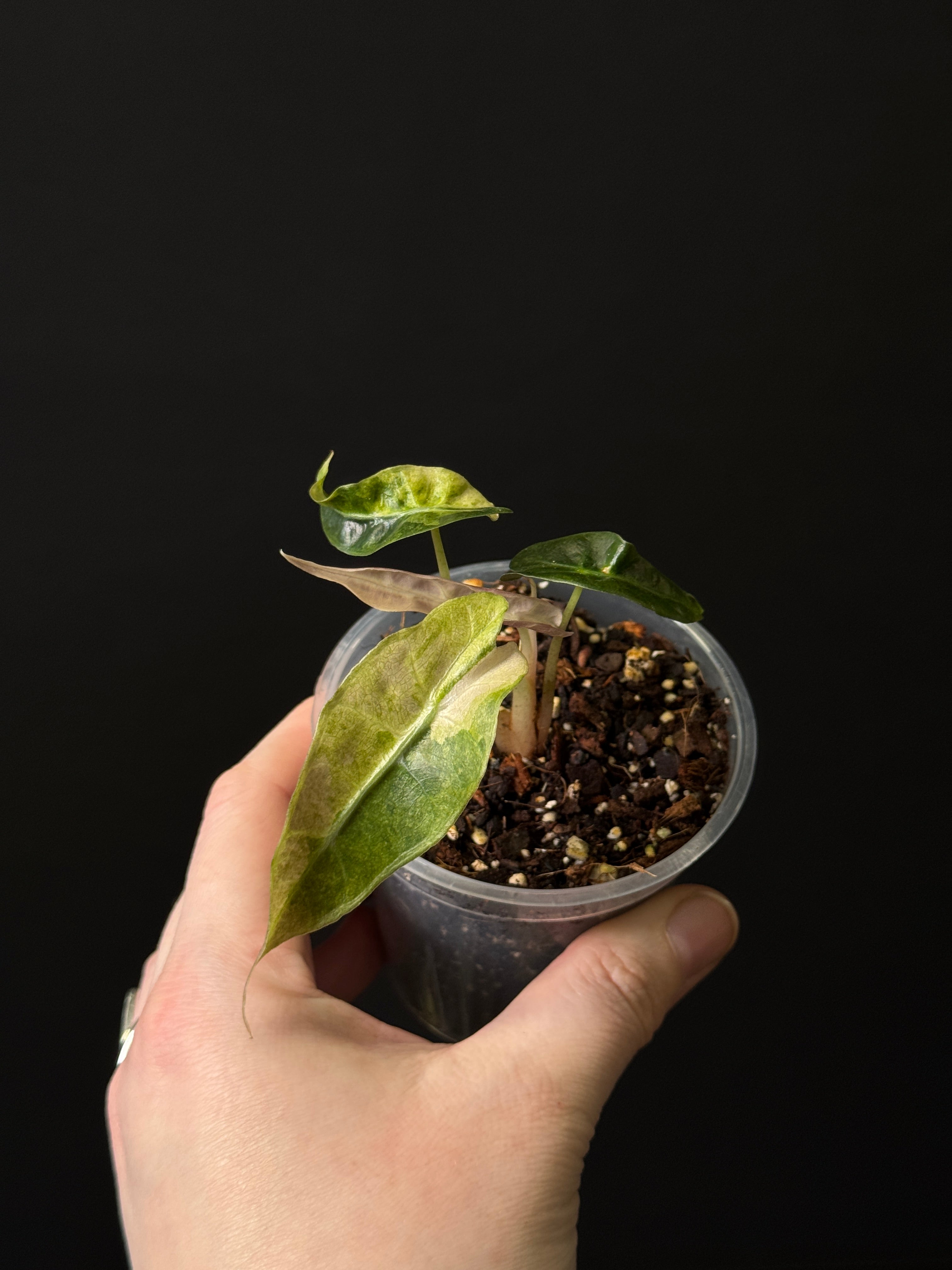 Alocasia Polly Aurea Variegata