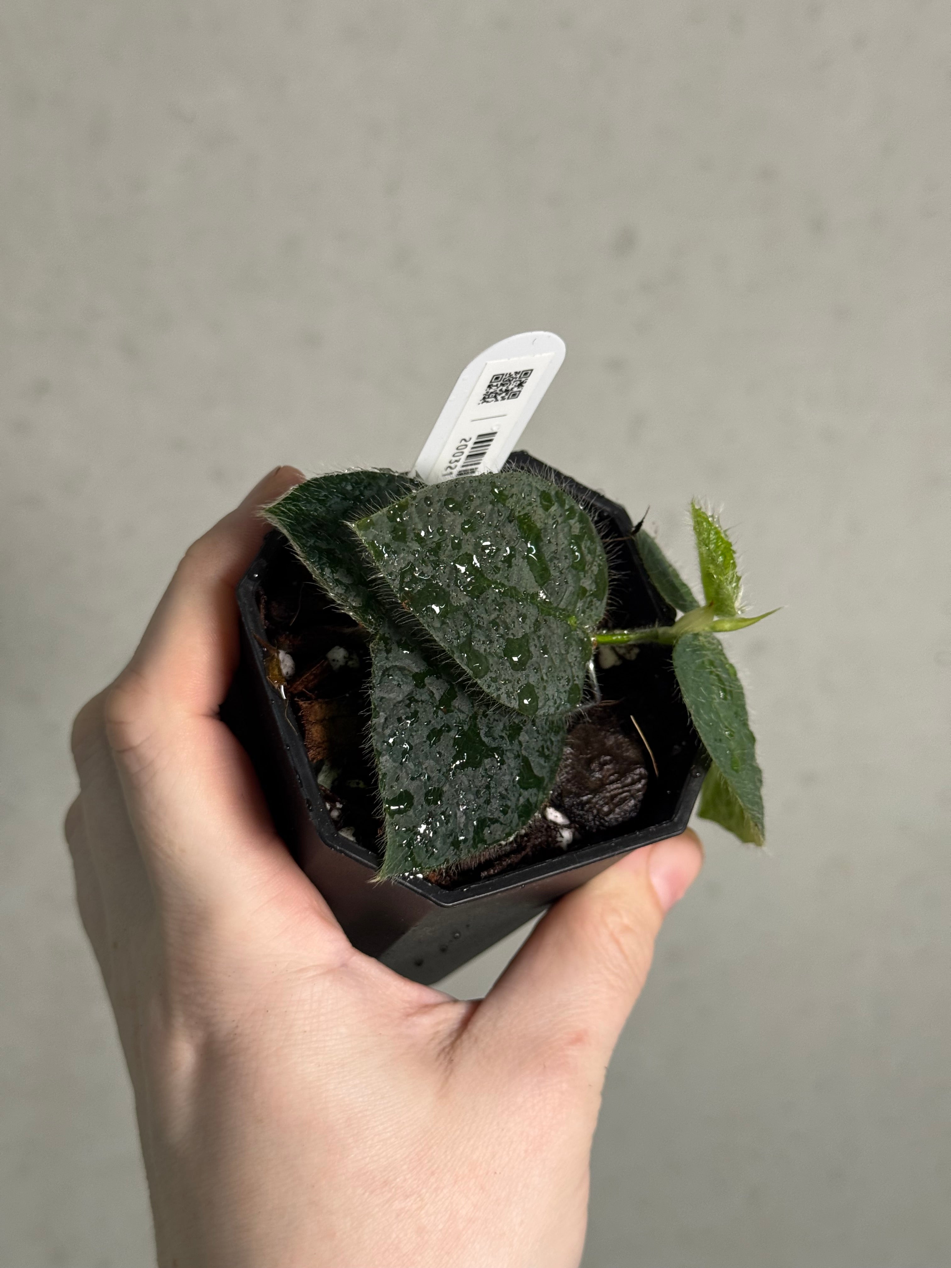 Ficus Villosa - Pre-order - SMUKHI