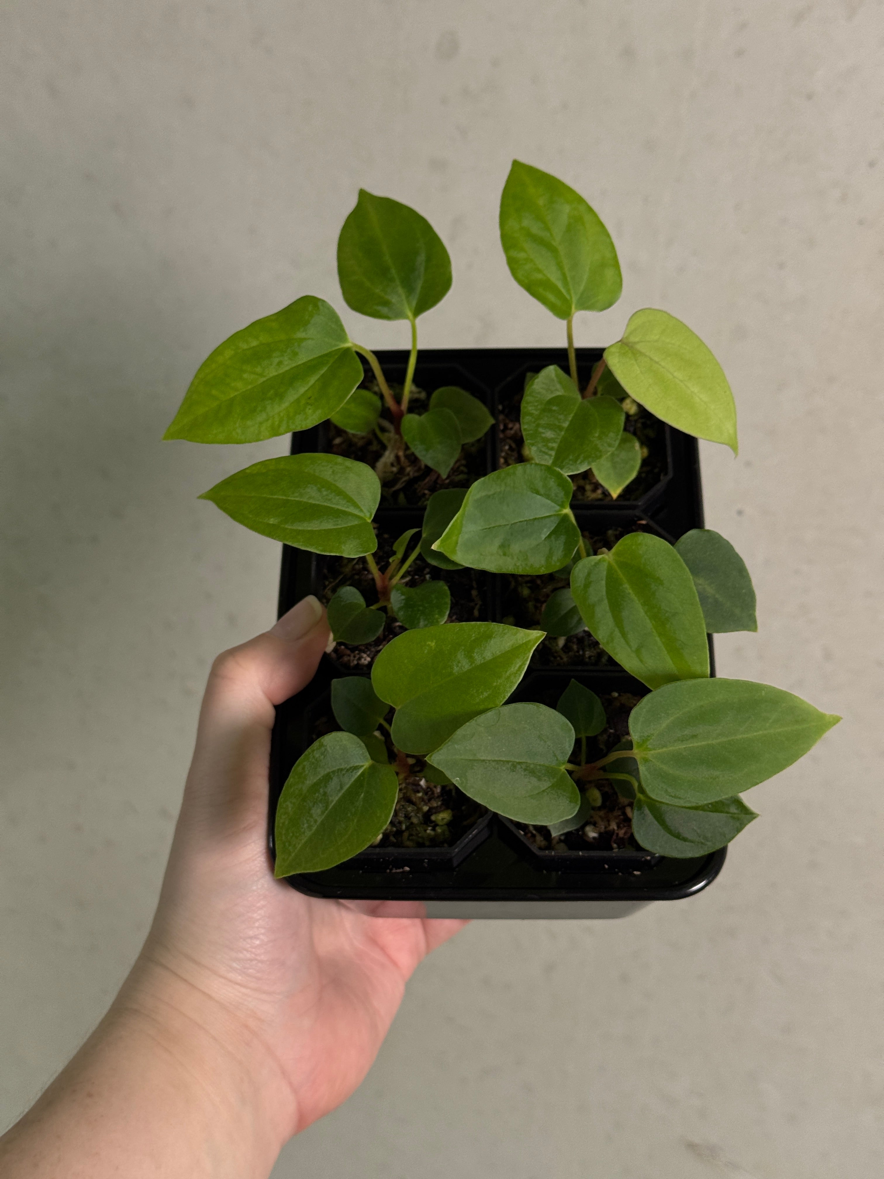 Anthurium ‘Eyewall’ x RLxFS