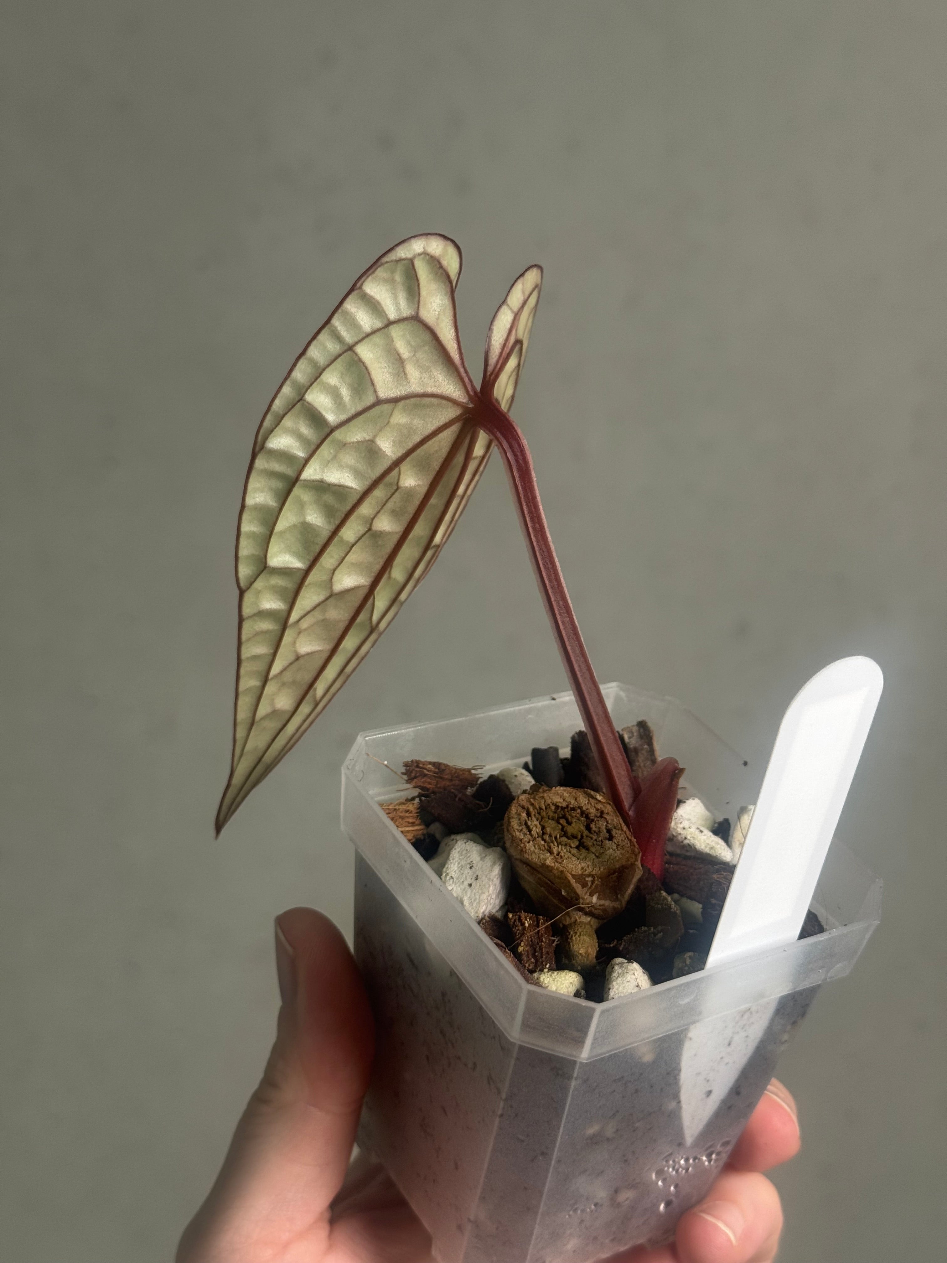 Anthurium Luxurians - Clone - SMUKHI