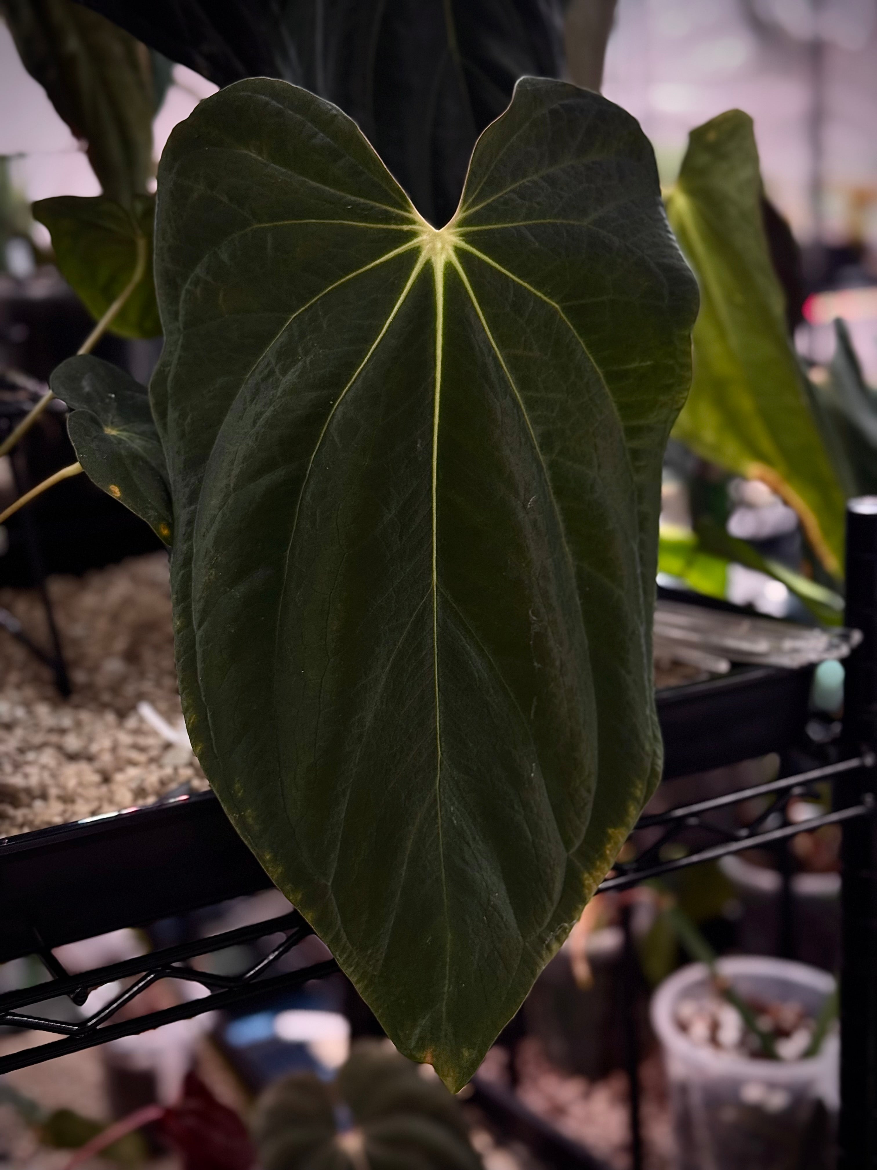 ぴ*な様 Anthurium BVEP 6D7FF1E3-206D-4DE0-9893-