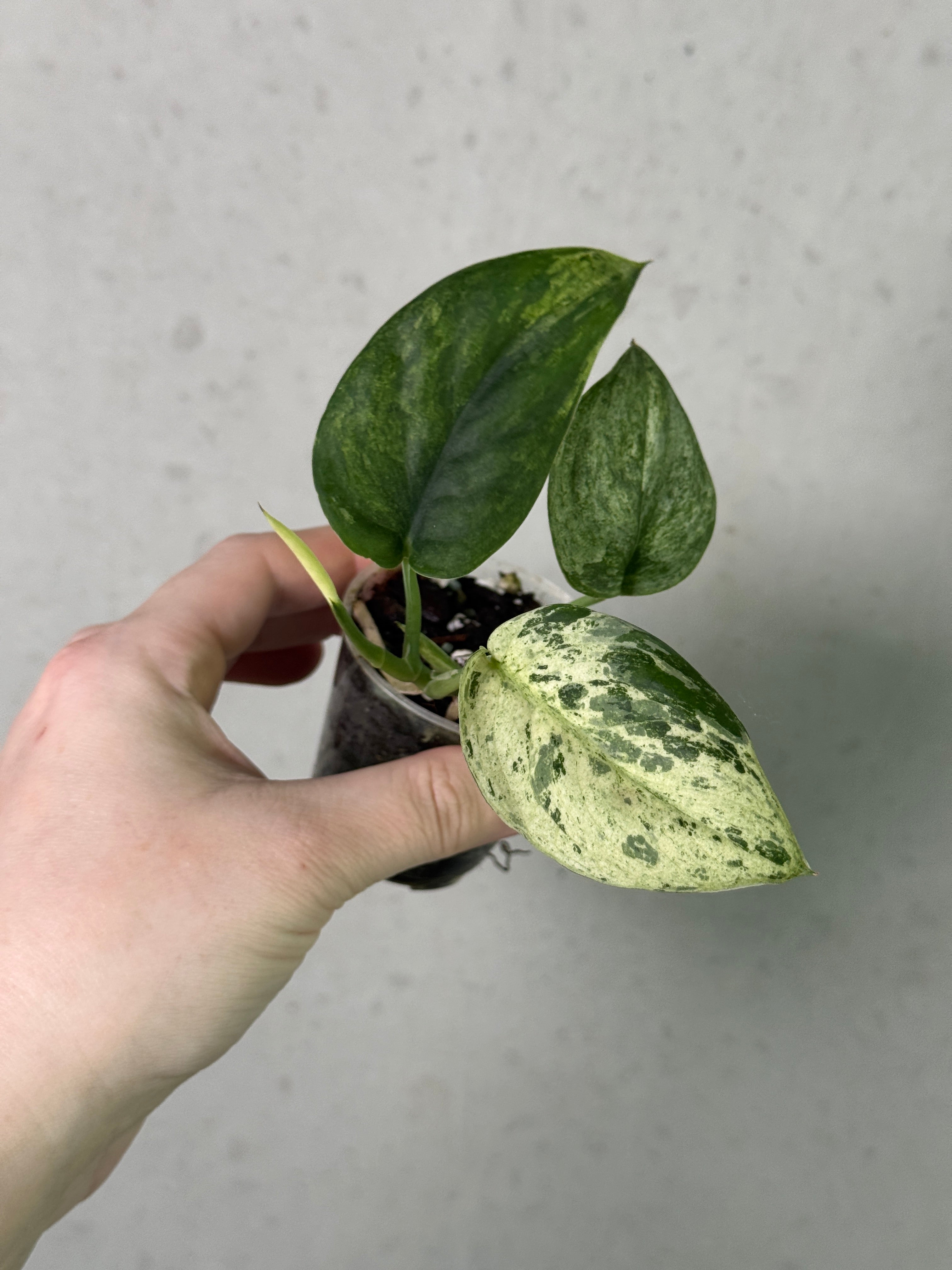 Lush green Scindapsus plant with variegated leaves, potted in a decorative container, by SMUKHI.