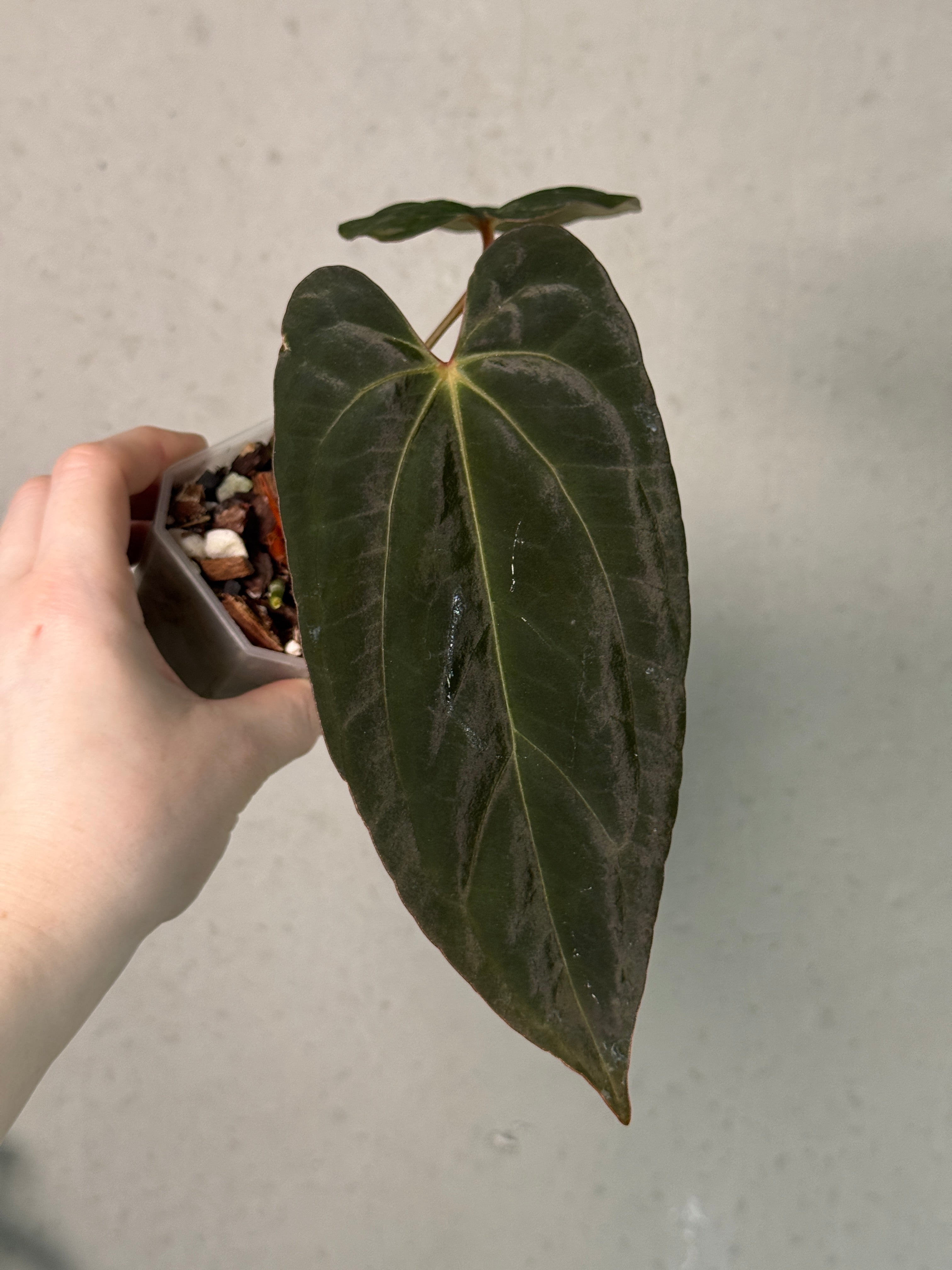 Anthurium Papillilaminum XOne - Clone