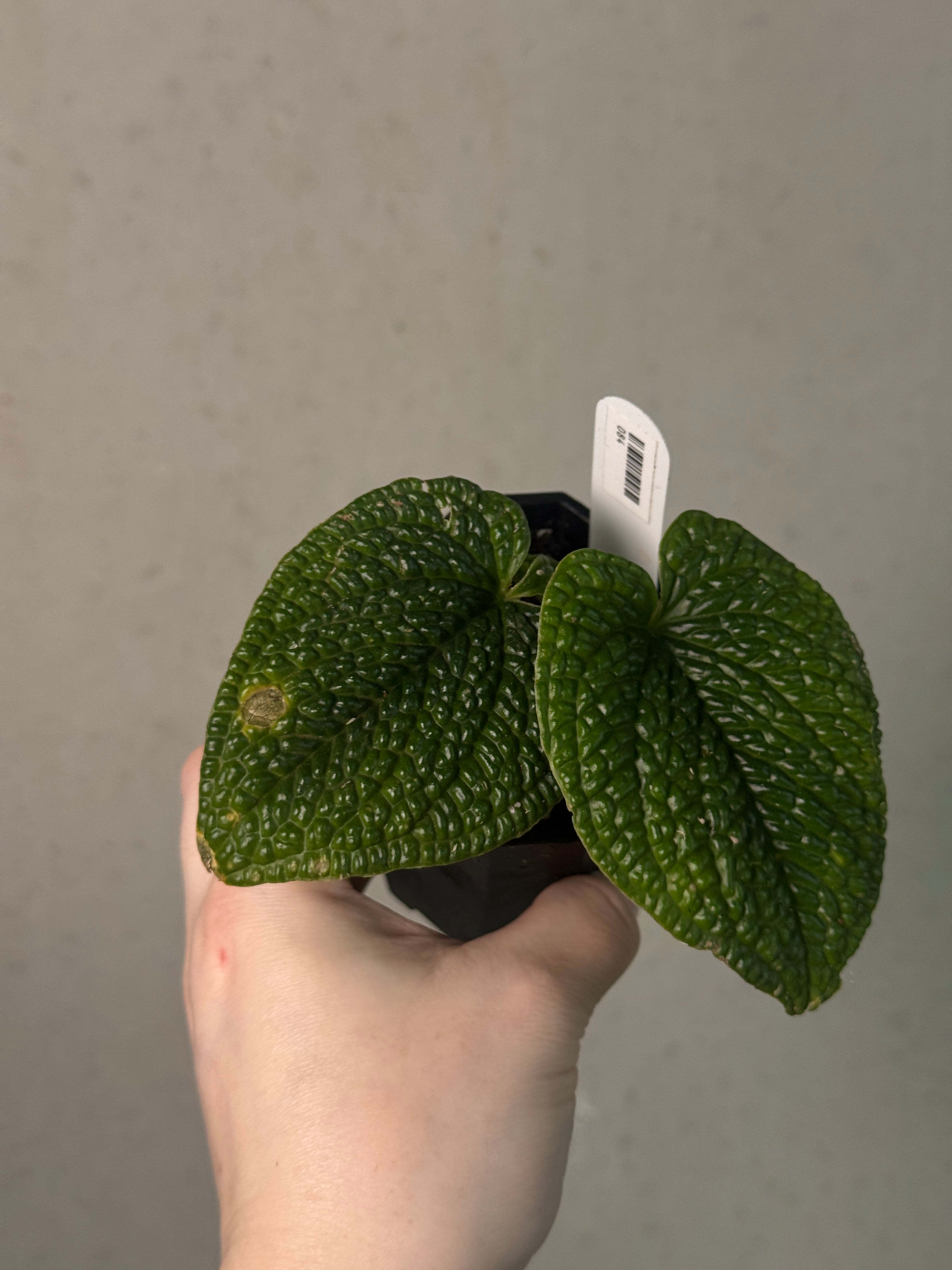 Anthurium Splendidum