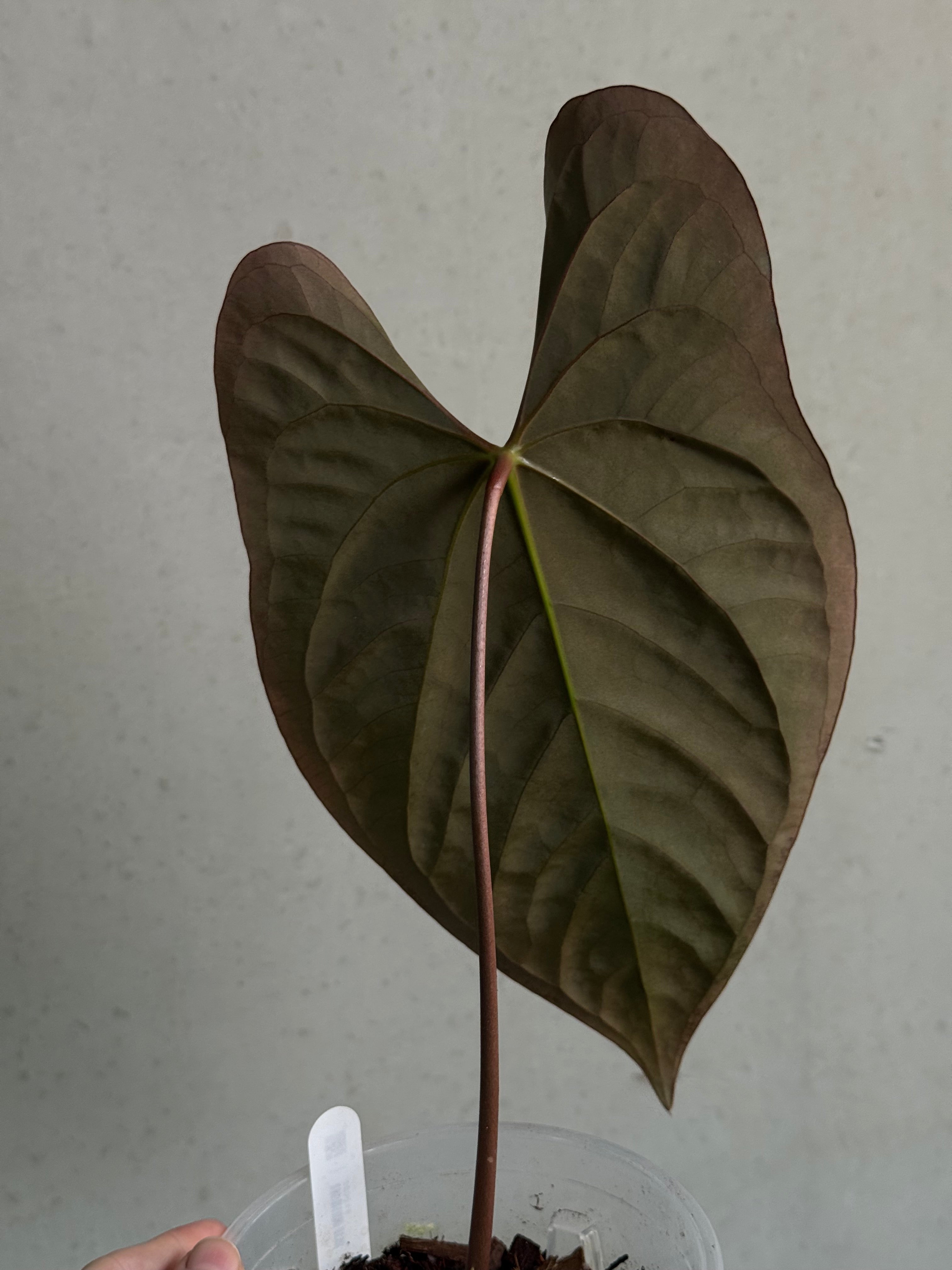 Anthurium Ace of Spades Dark Form x Papillilaminum 'Incurved lobes' - SMUKHI