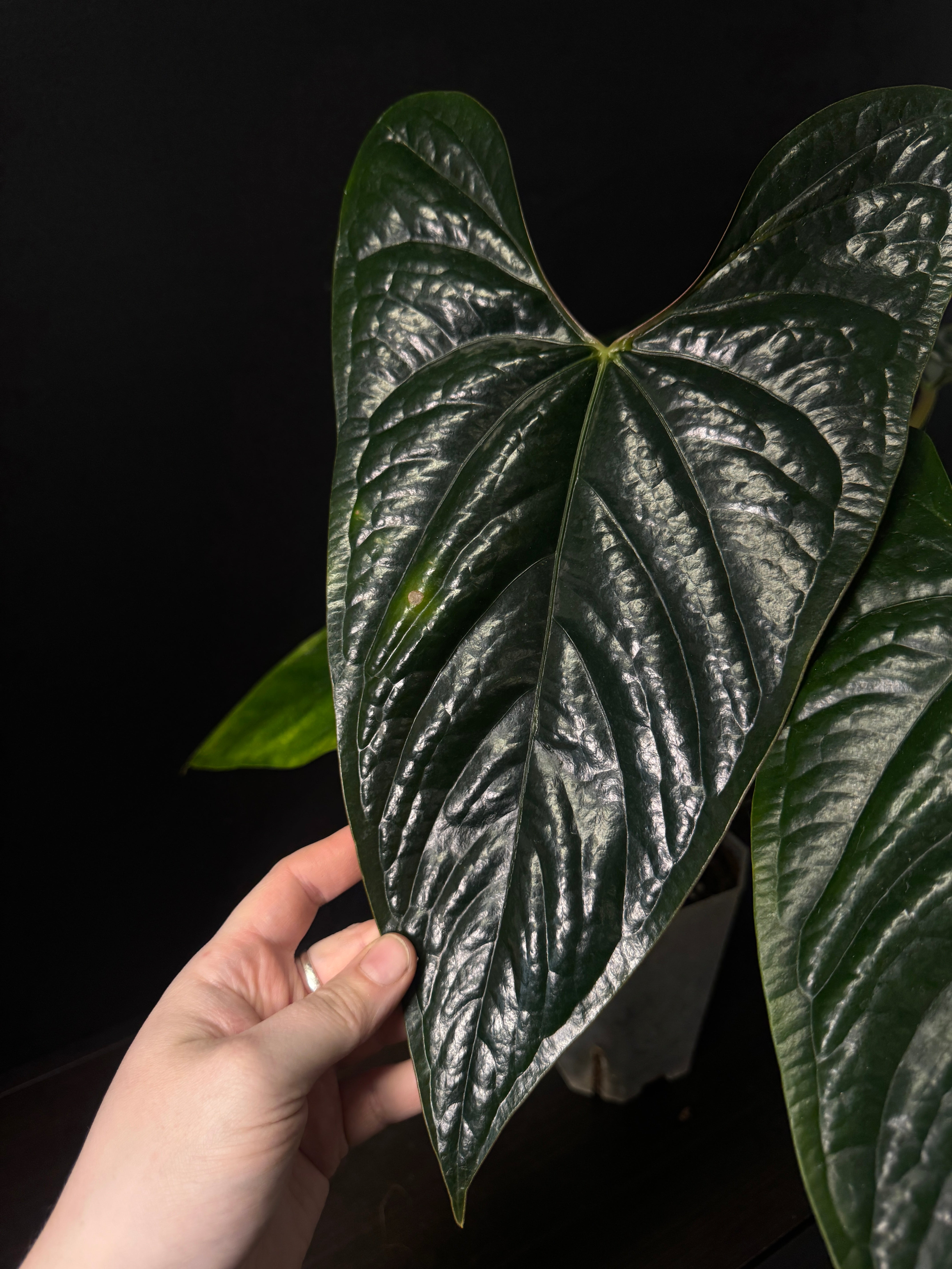 Anthurium Nigrolaminum ‘Gigi’ x Luxurians