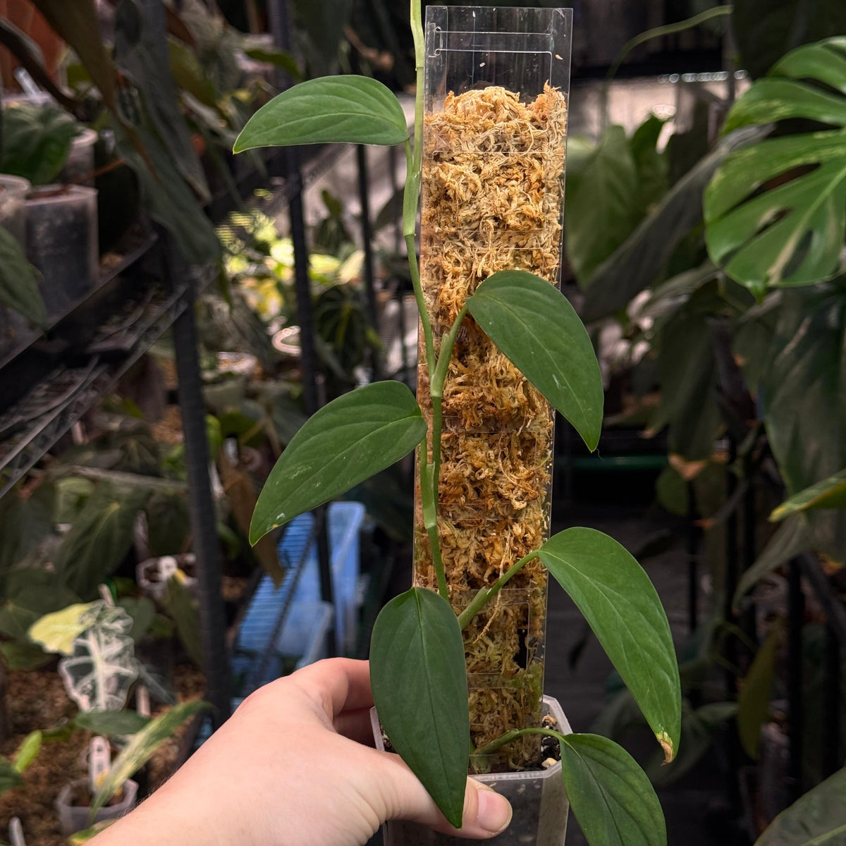 NFS: Monstera sp. 'Black Velvet'