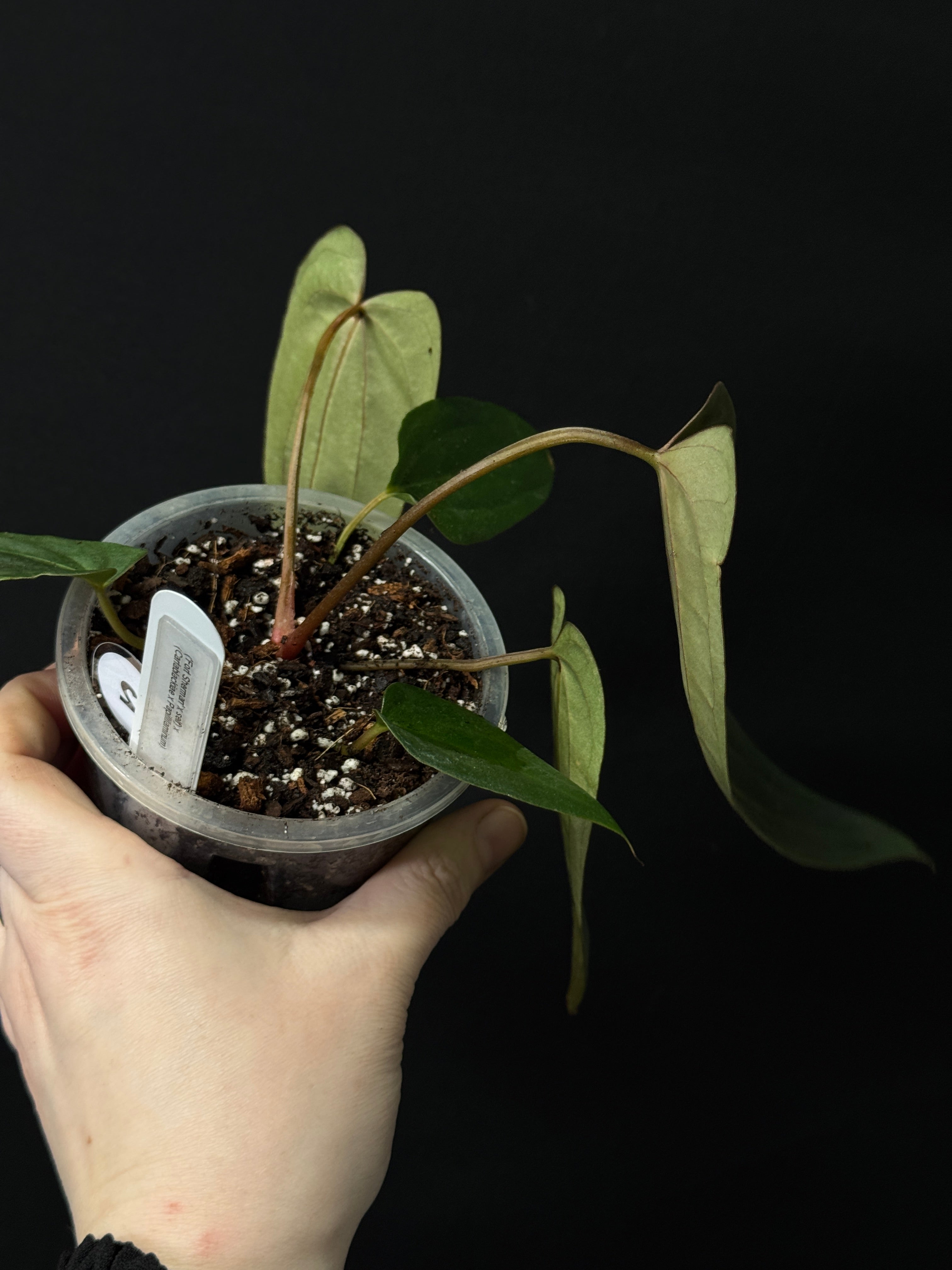 Anthurium (Fort Sherman x self) x (Carlablackiae x Papillilaminum)