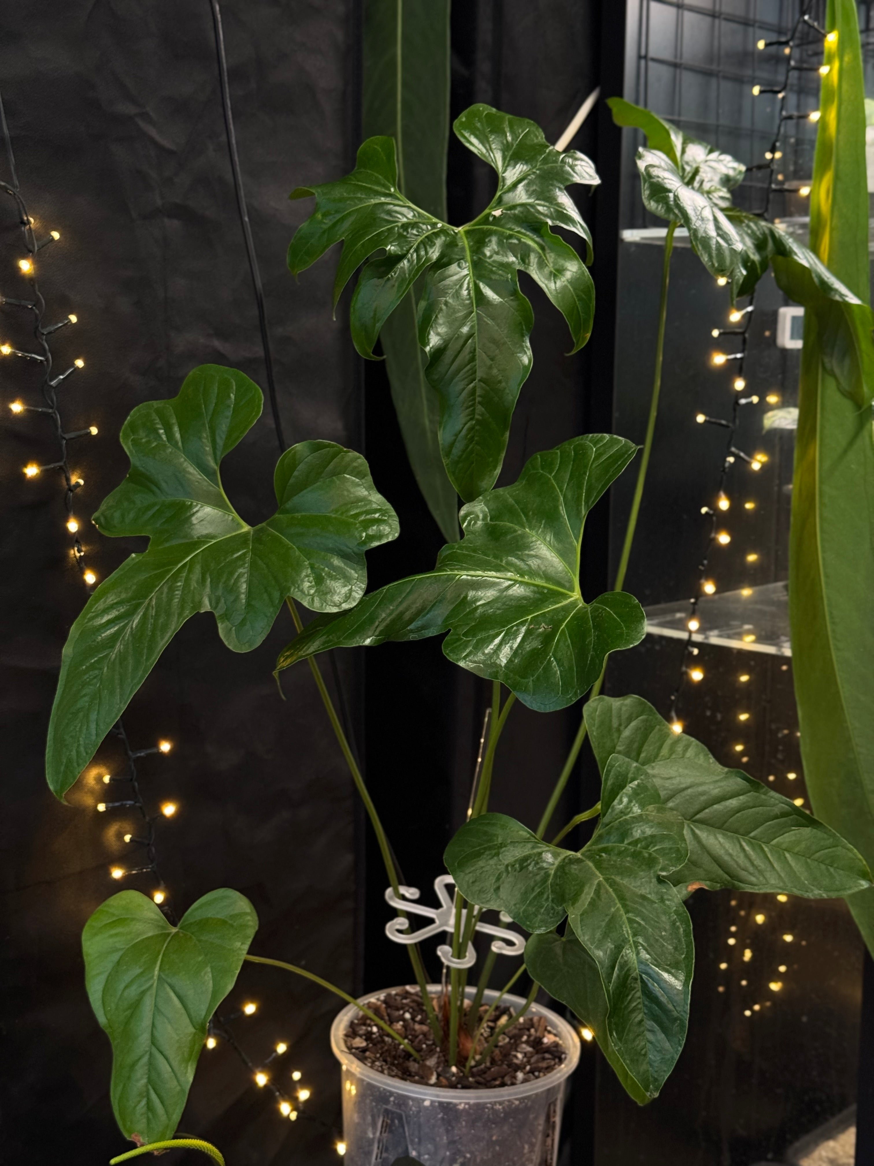 Anthurium Pedatum - SMUKHI