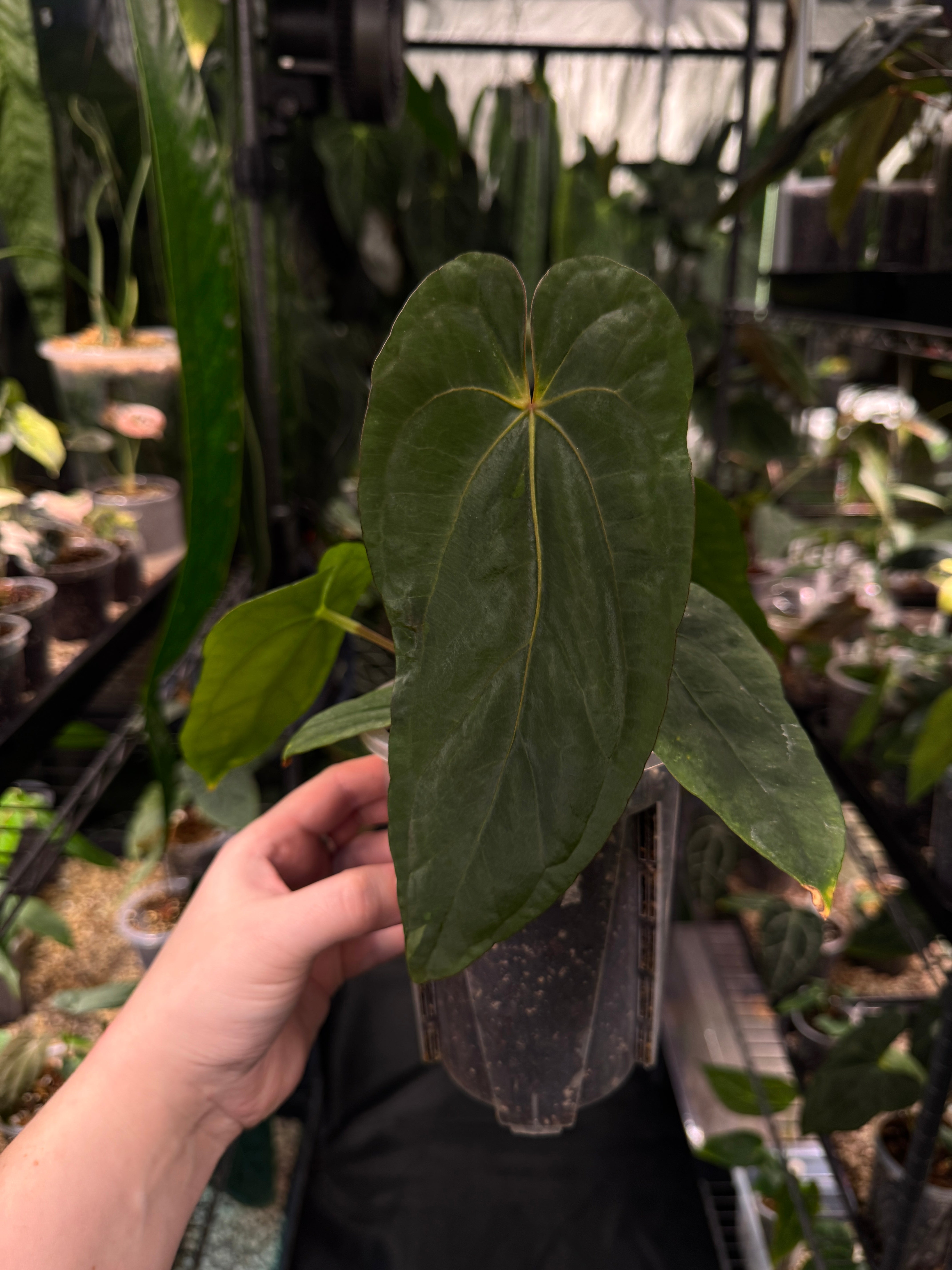 Anthurium NSE Dressleri